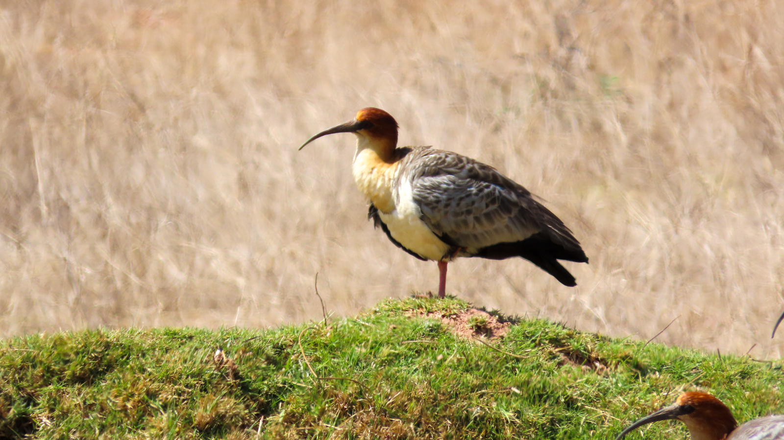 Andean Ibis
