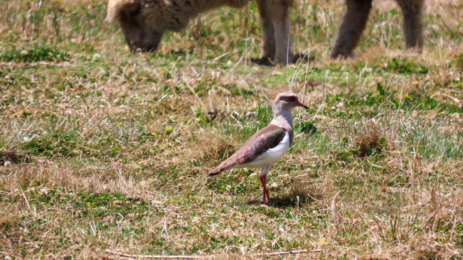 Andean Lapwing