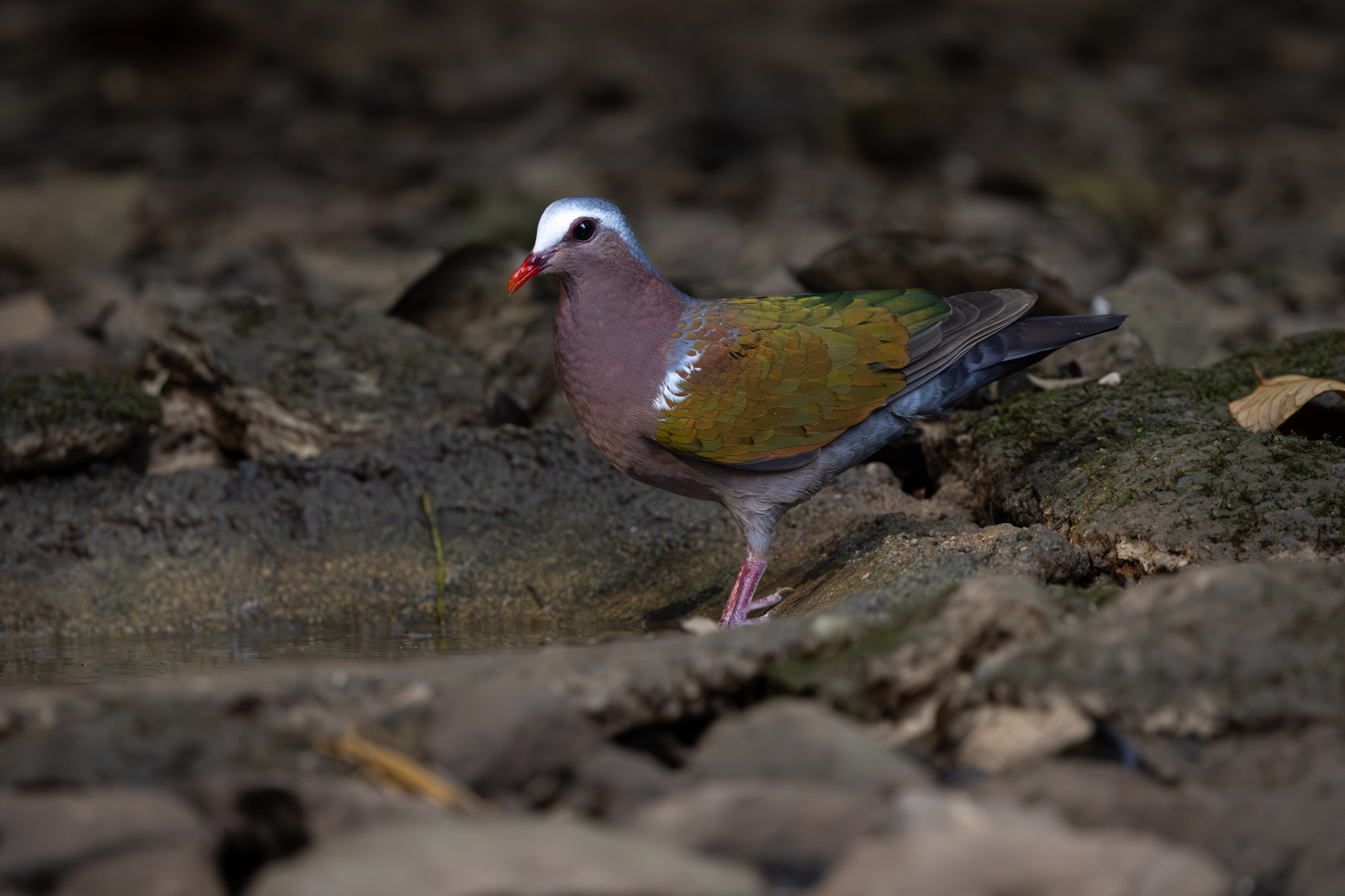 Asian Emerald Dove