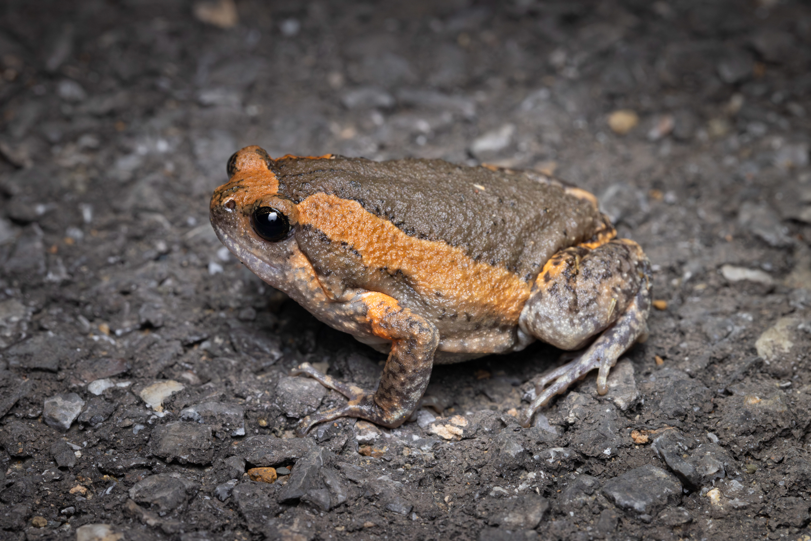 Asian Painted Frog