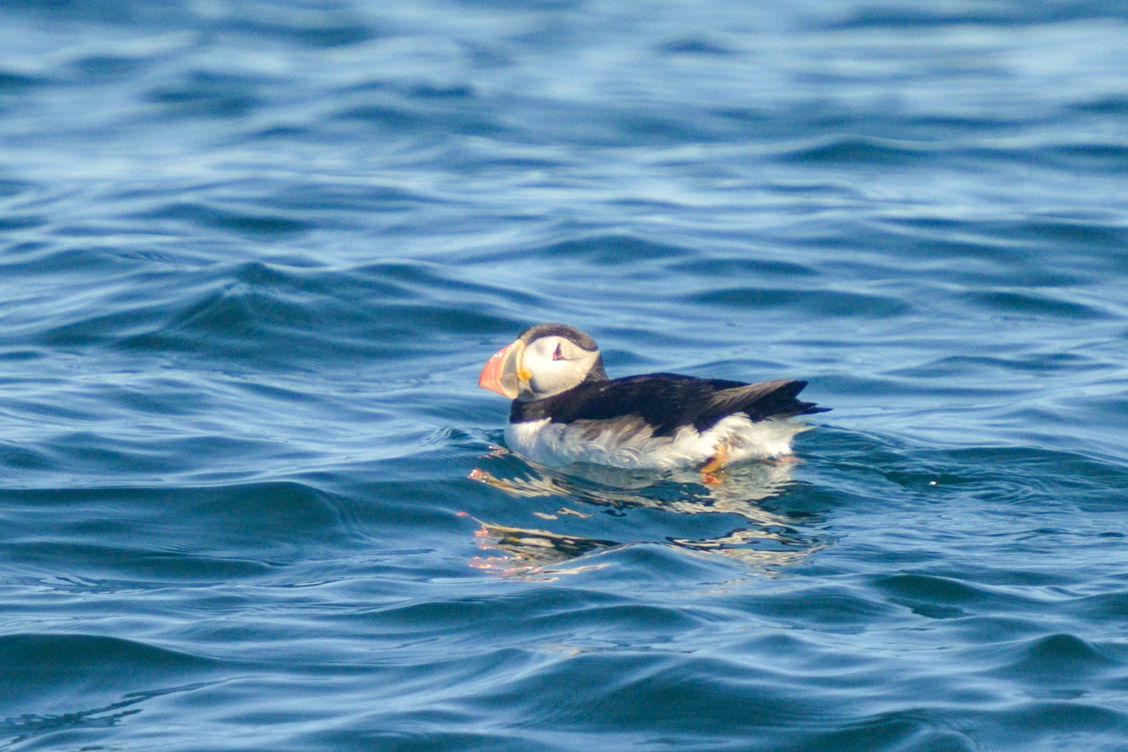 Atlantic Puffin