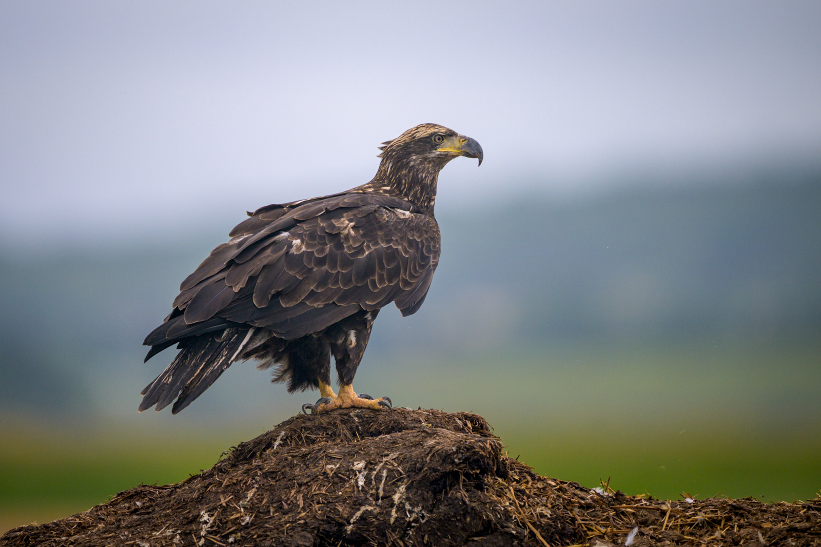 Bald Eagle