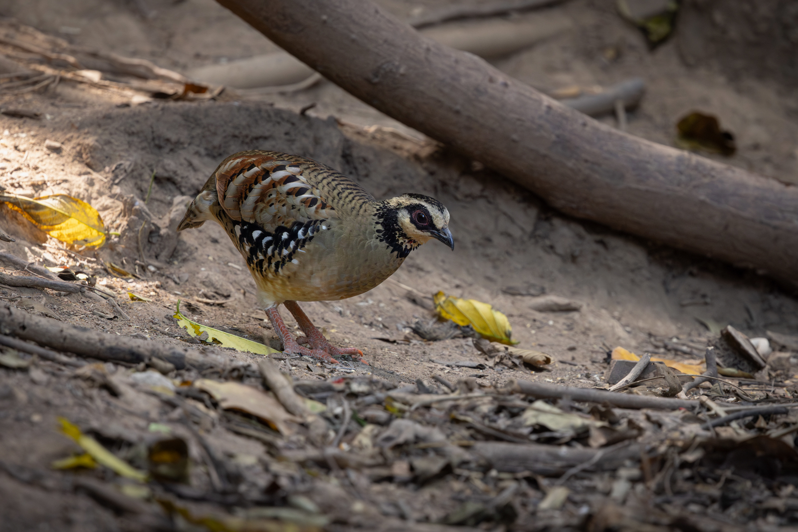 Bar-backed Partridge