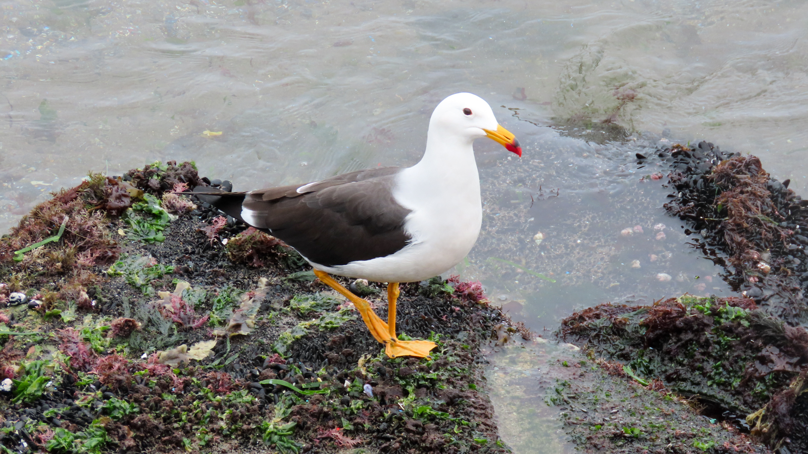 Belcher's Gull