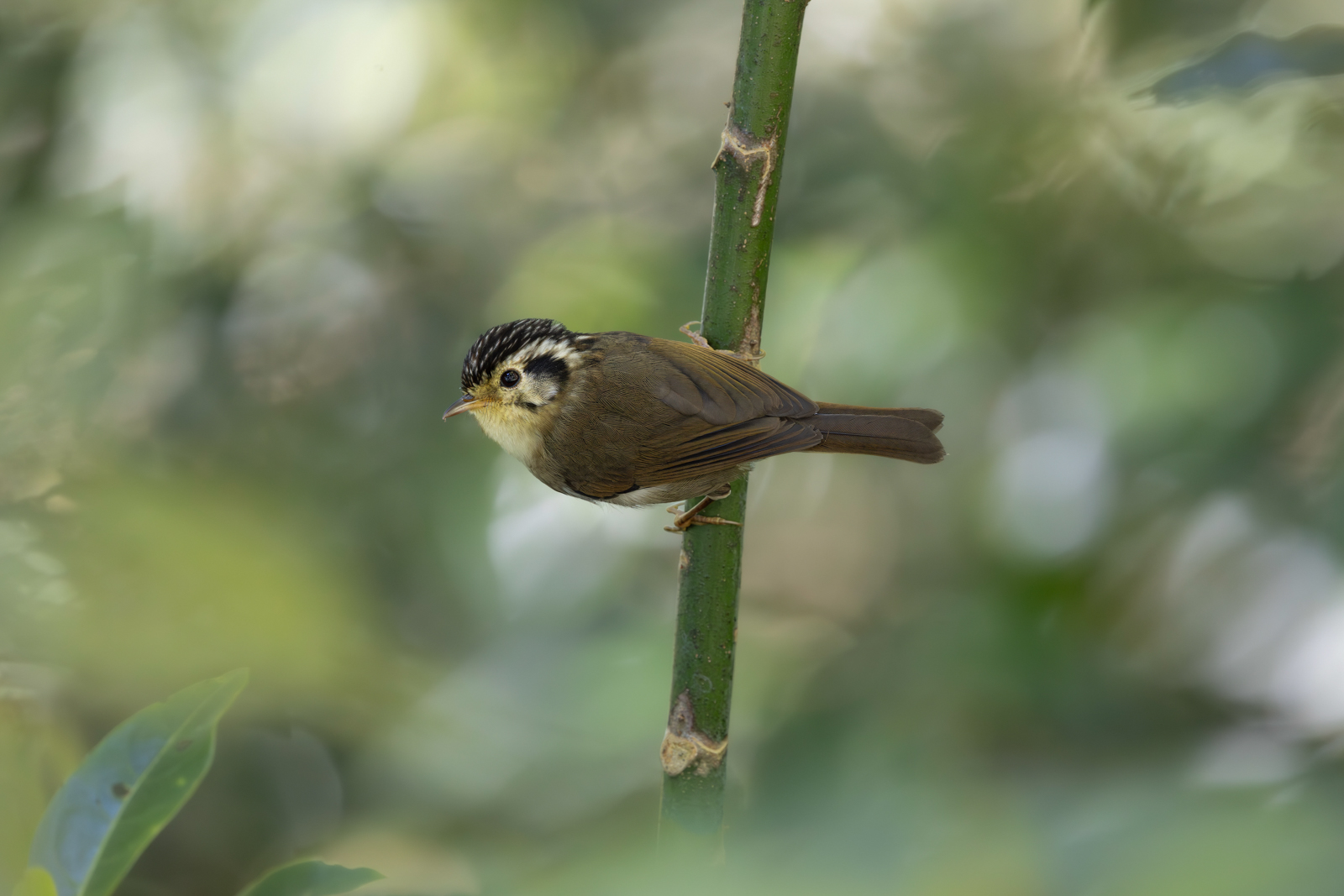 Black-crowned Fulvetta