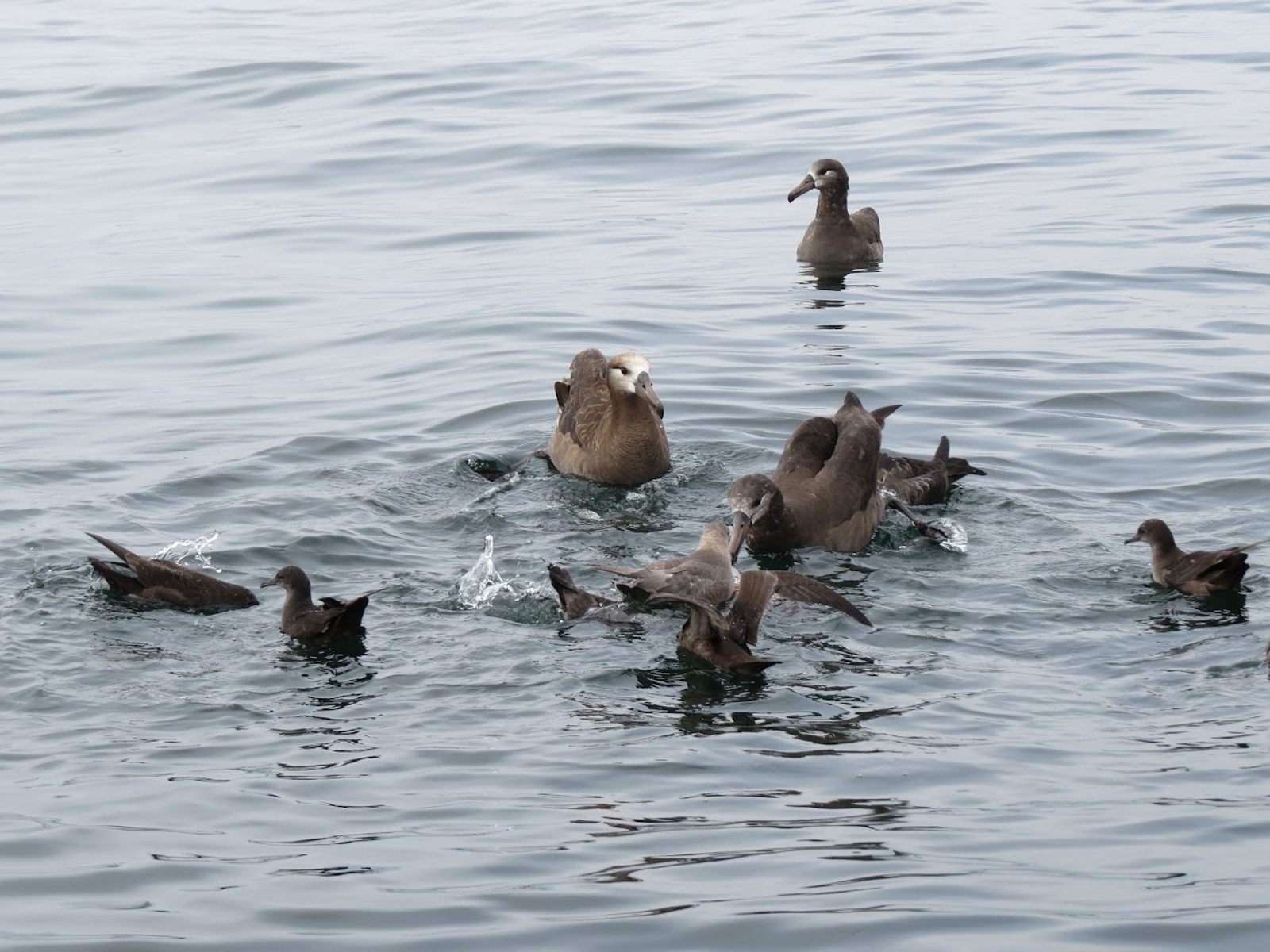 Black-footed Albatross