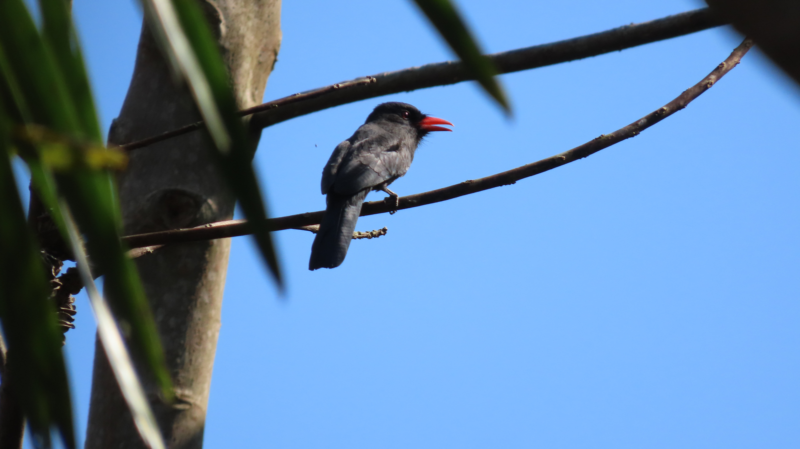 Black-fronted Nunbird