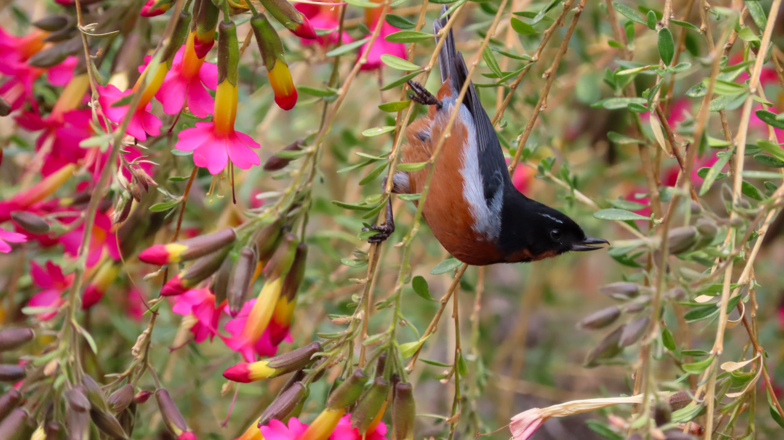 Black-throated Flowerpiercer
