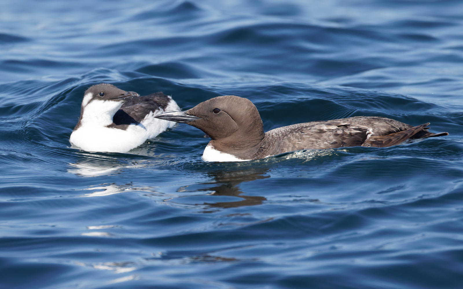 Common Murre