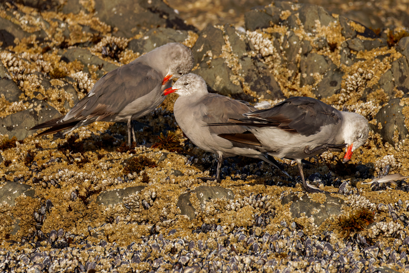 Heerman's Gull