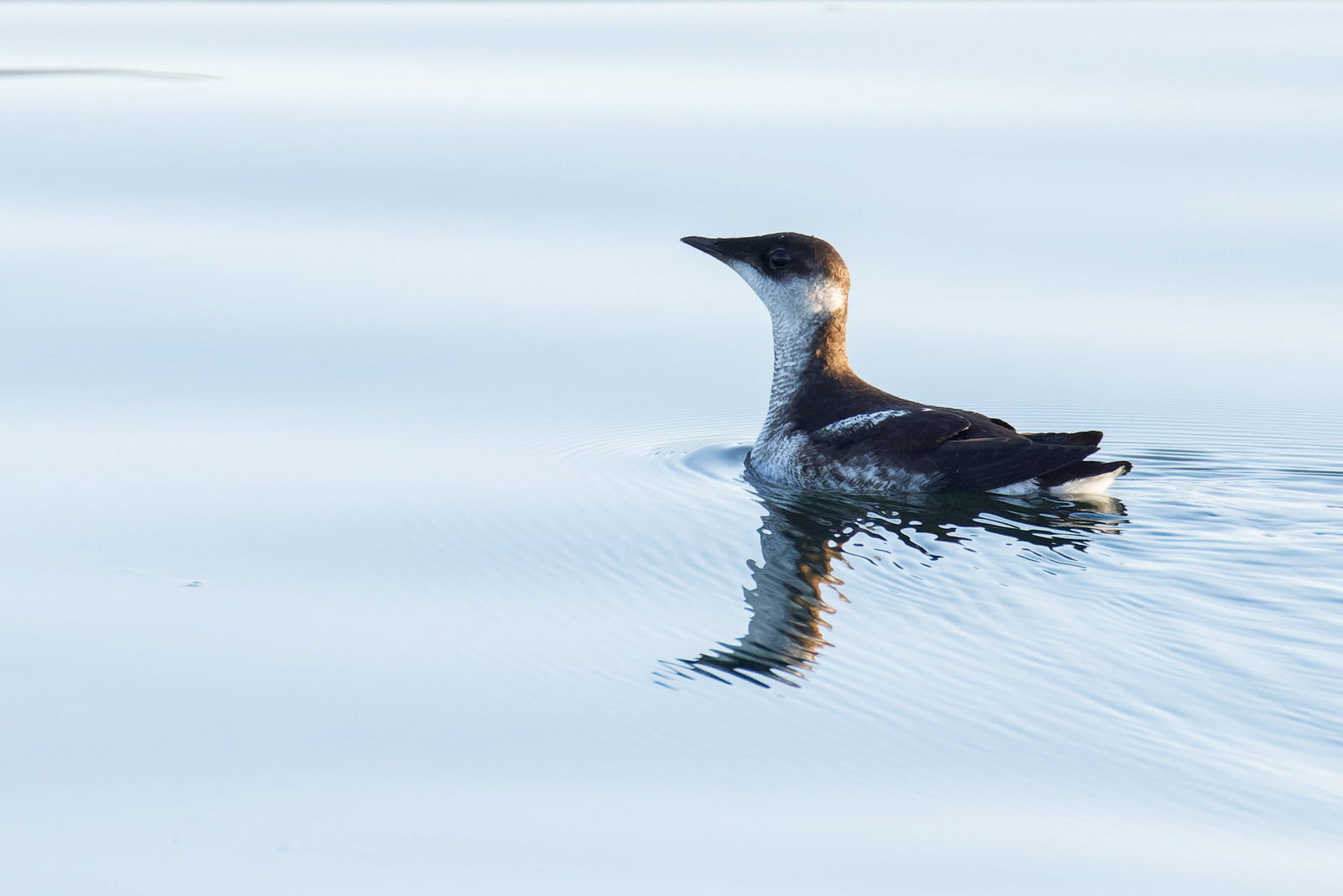 Marbled Murelet