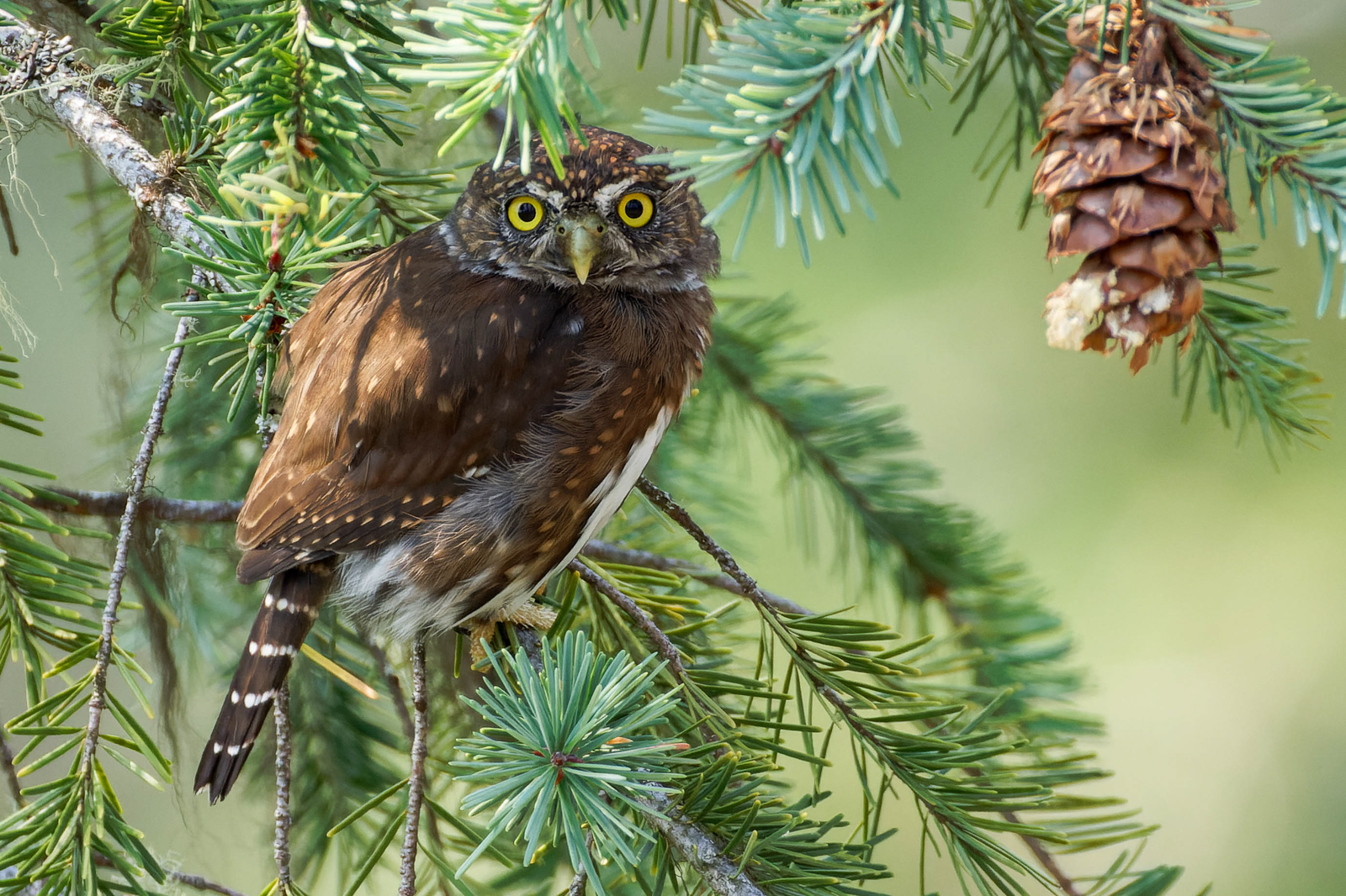 Northern Pygmy-Owl