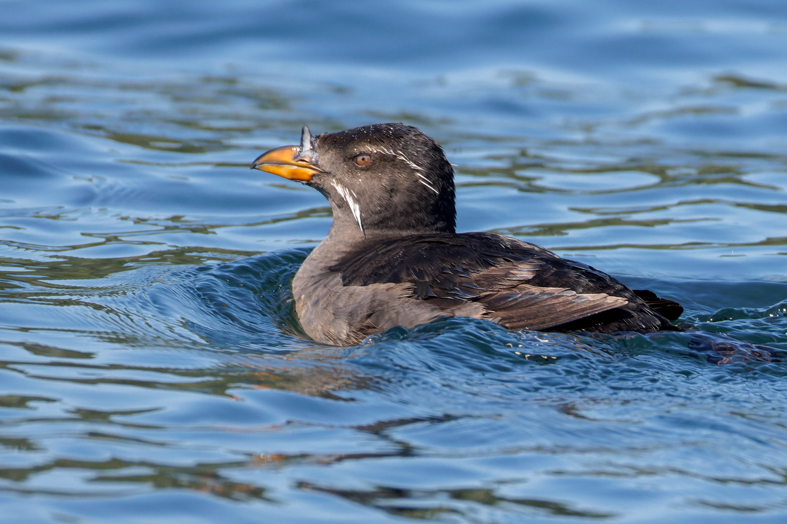 Rhinoceros Auklet