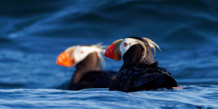 BC Coast & Pelagic Trip Report (Aug 23-28, 2025)