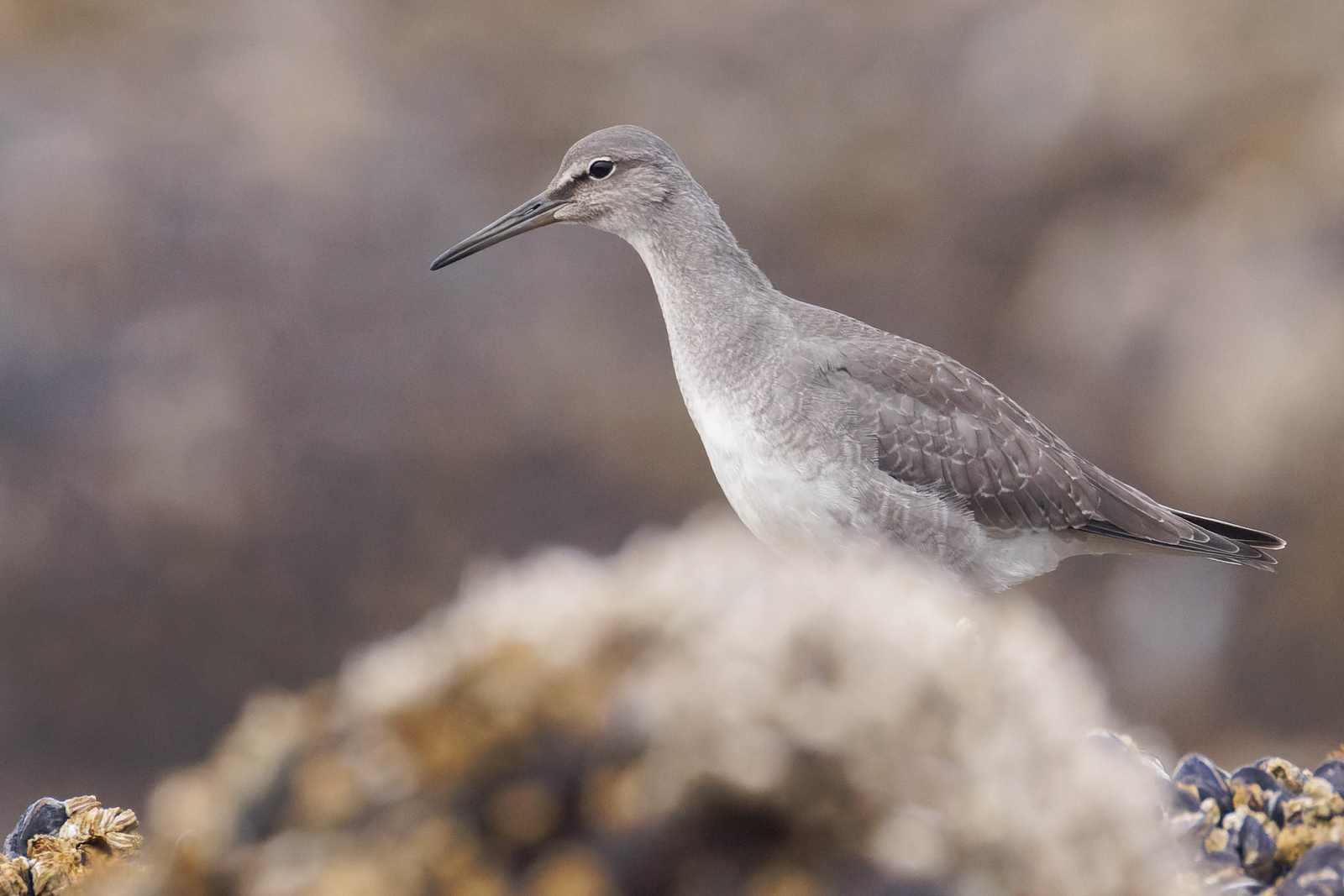 Wandering Tattler