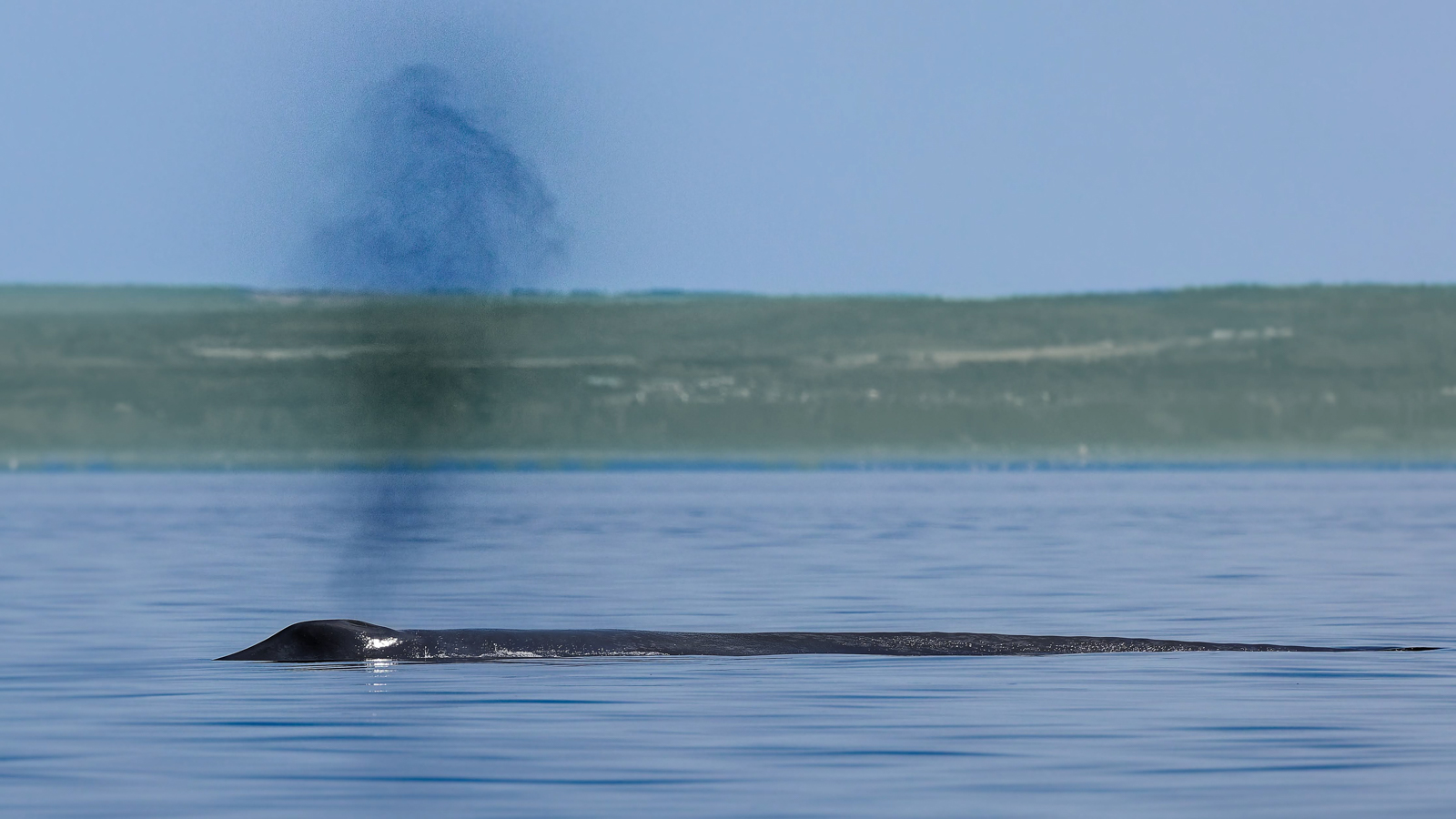 Blue Whale