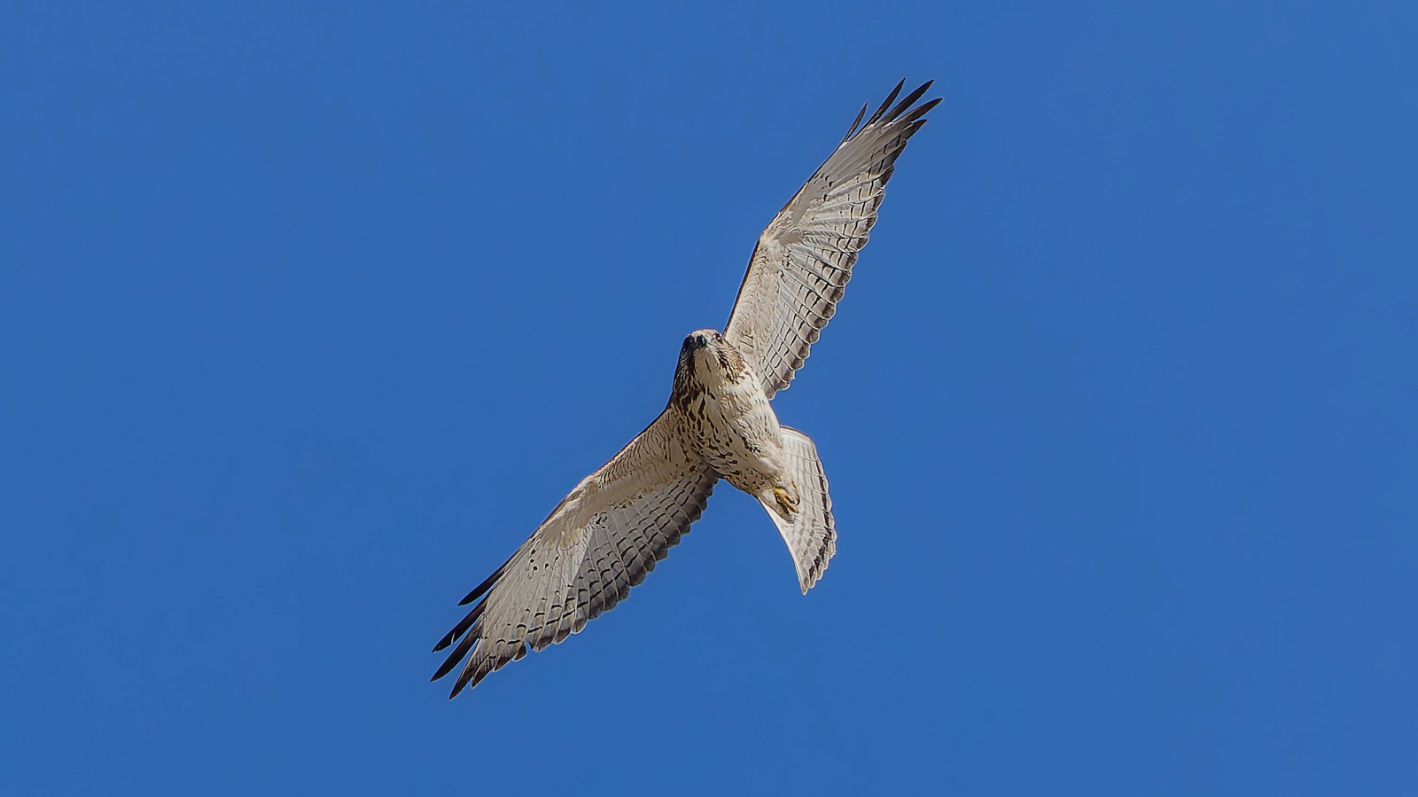 Broad-winged Hawk 