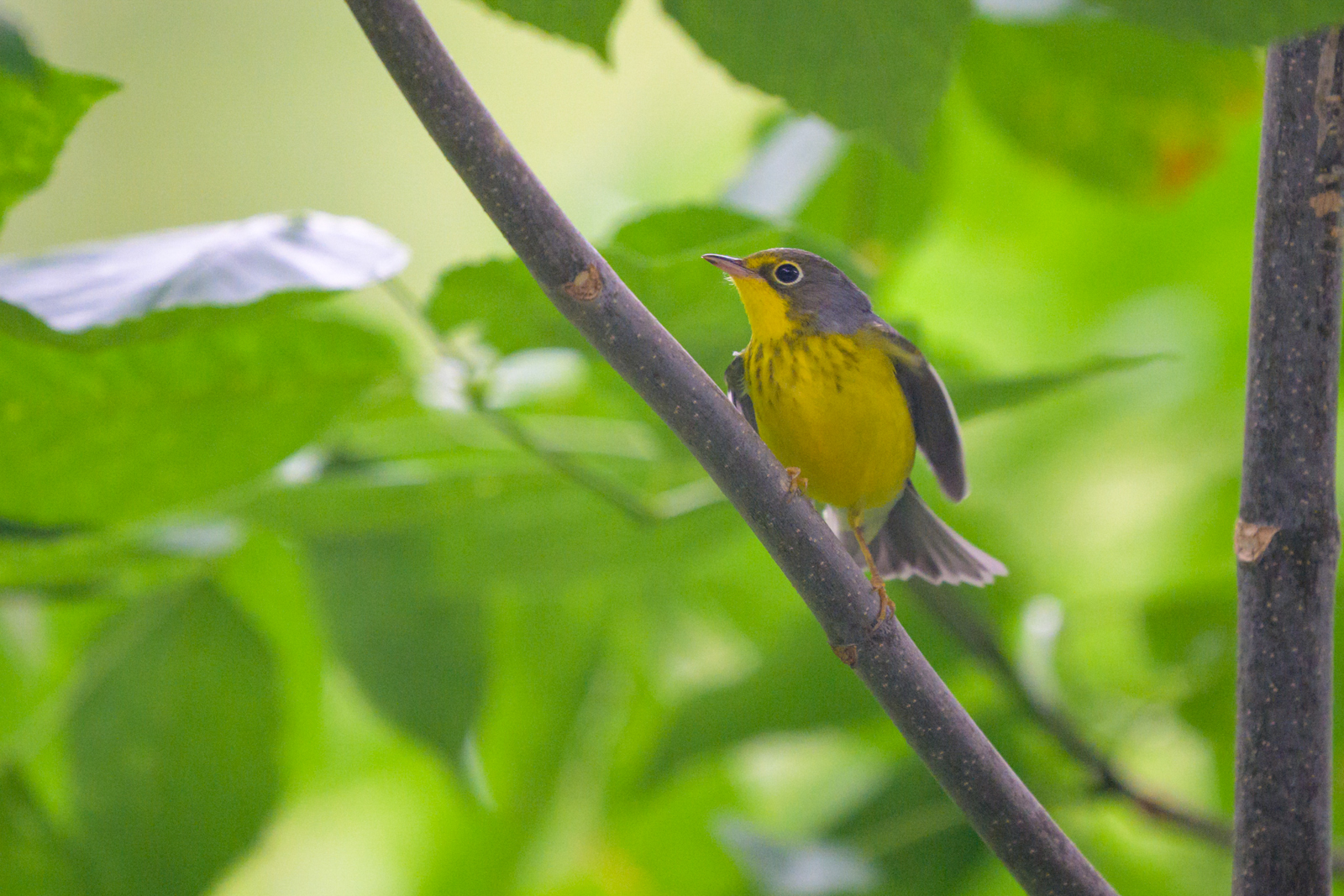 Canada Warbler, Blomidon