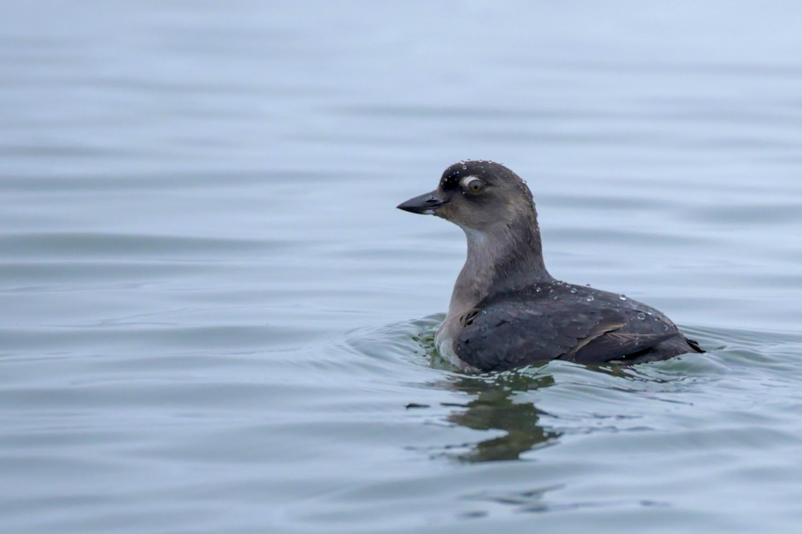 Cassin's Auklet