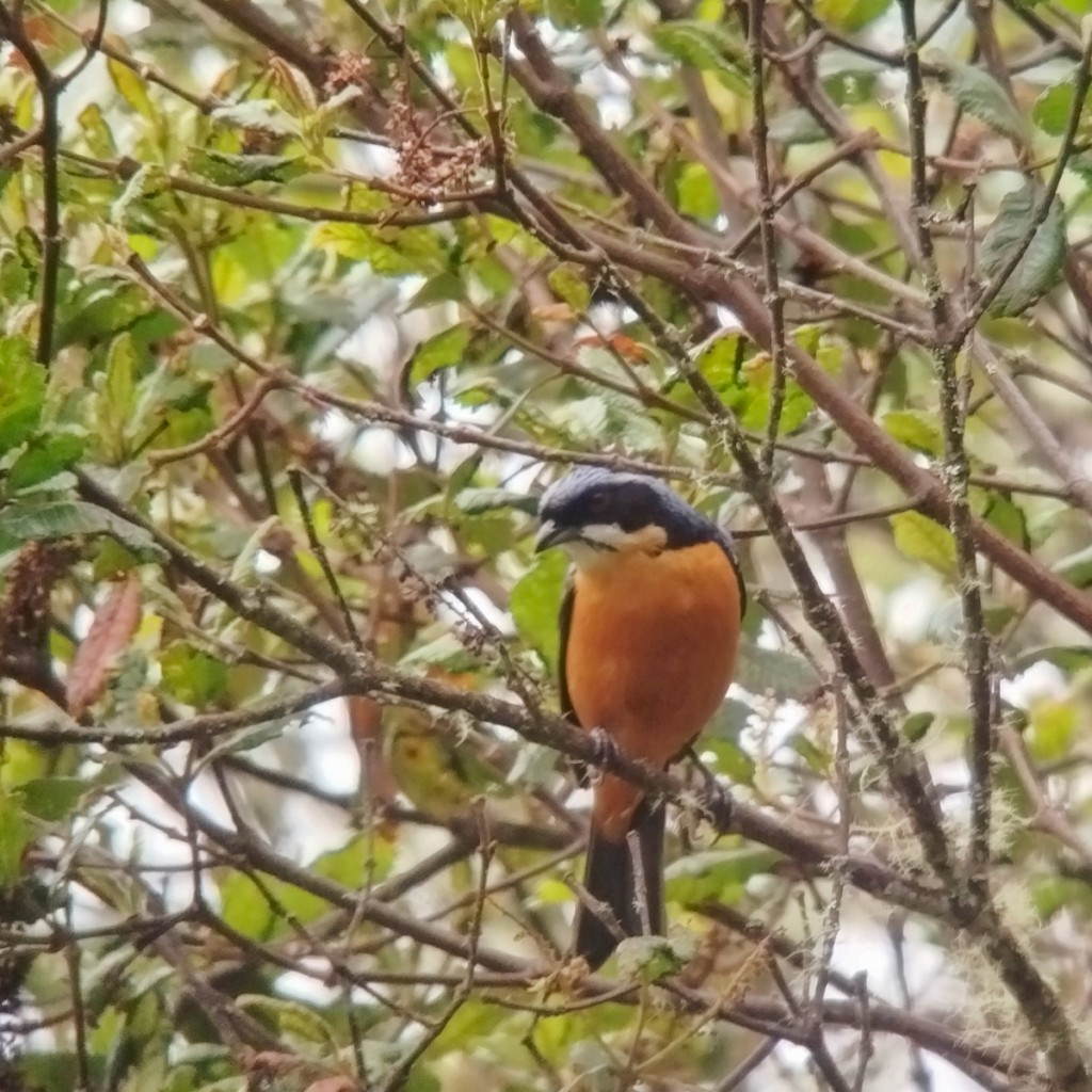 Chestnut-bellied Mountain Tanager