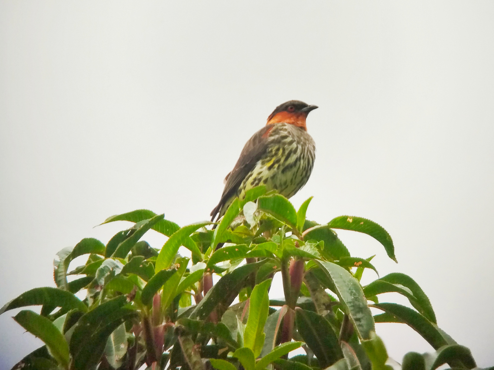 Chestnut-crested Cotinga