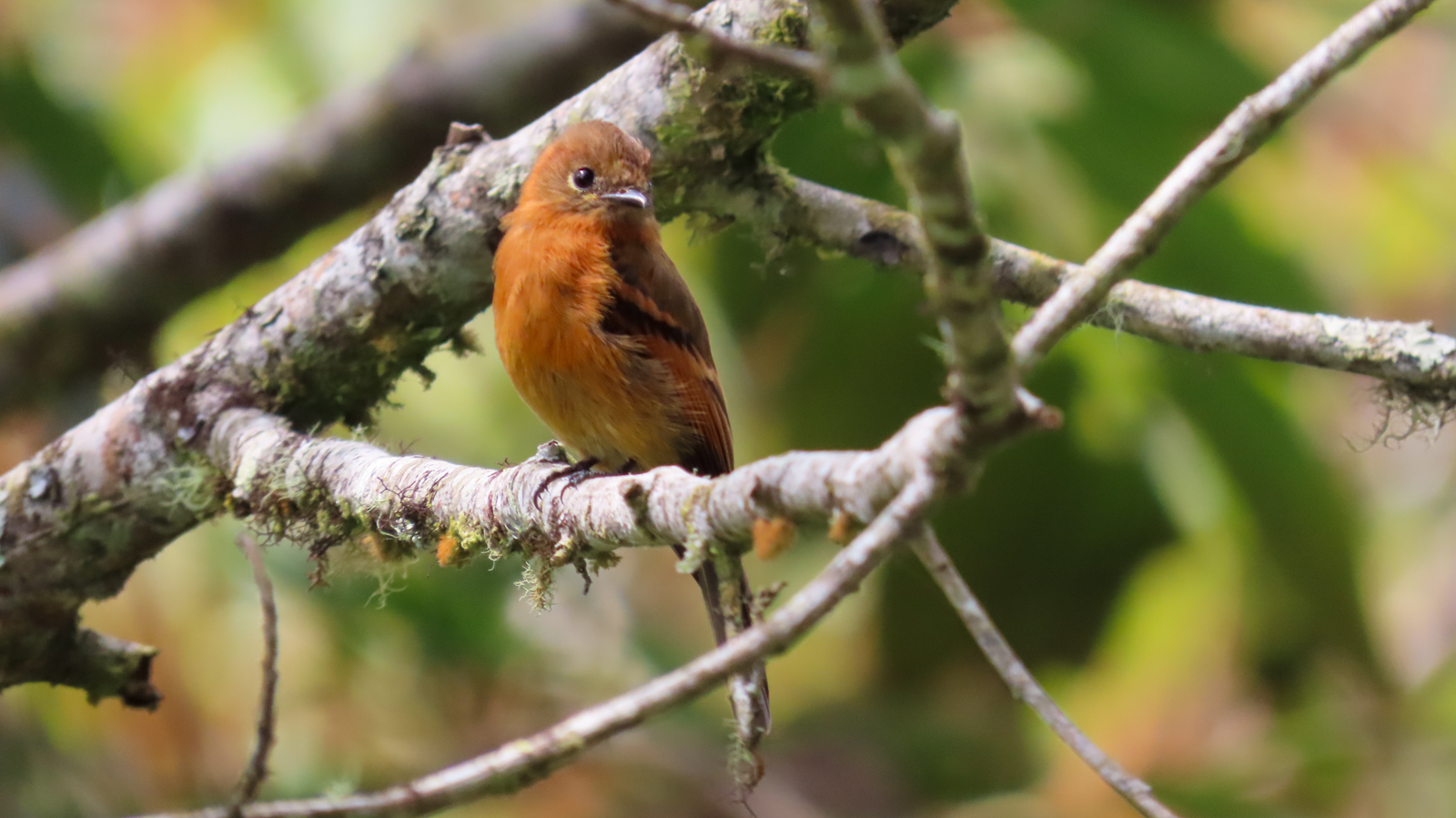 Cinnamon Flycatcher