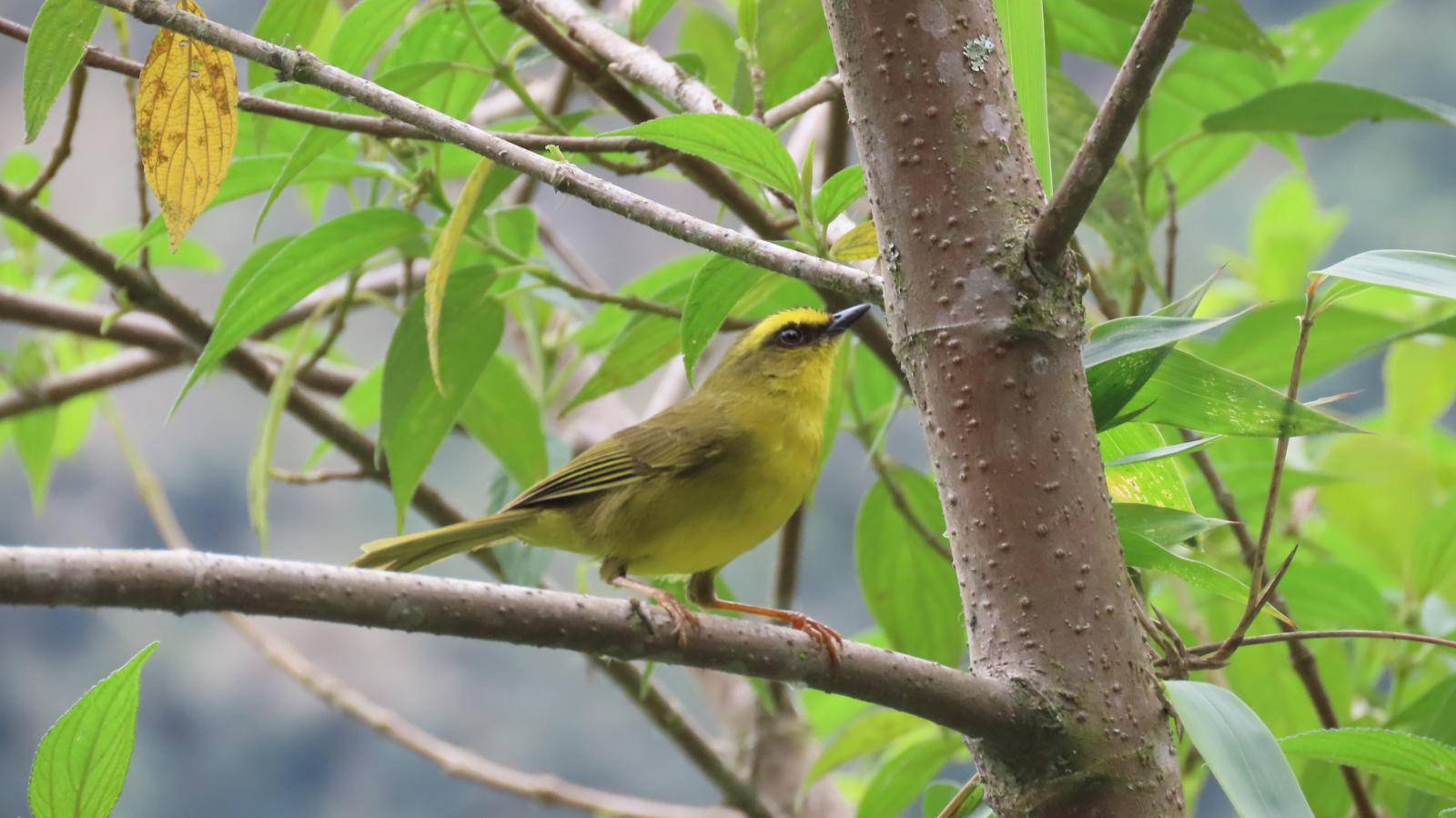 Citrine Warbler