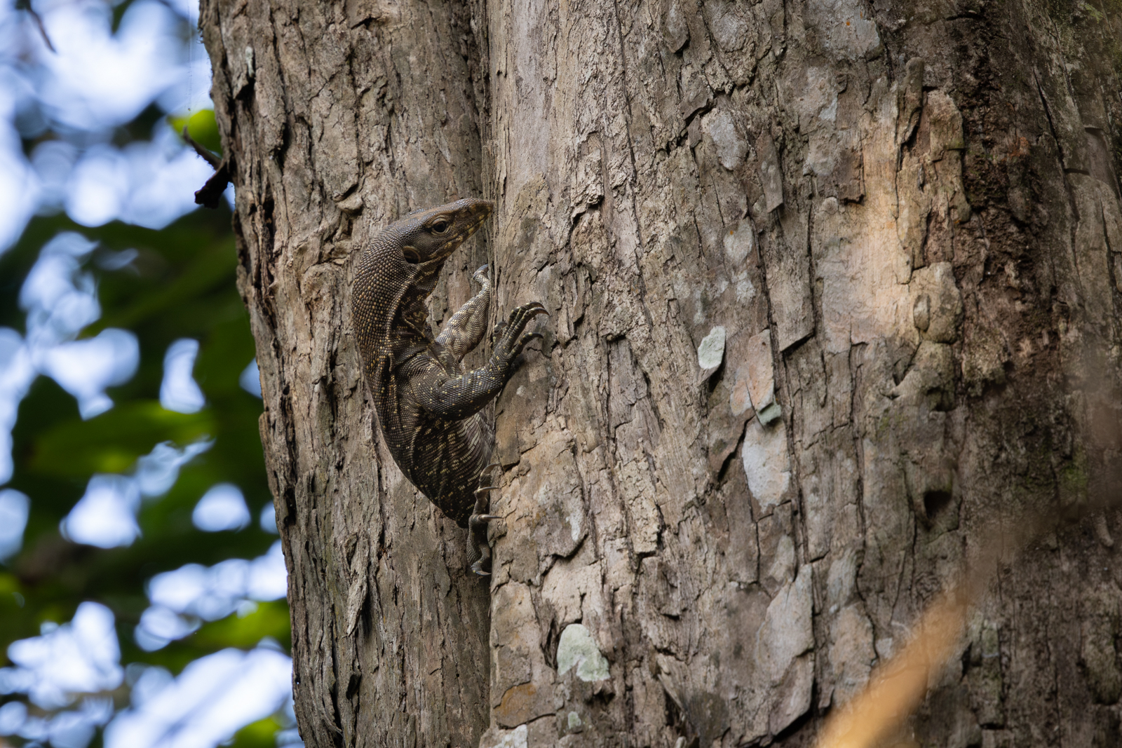 Clouded Monitor