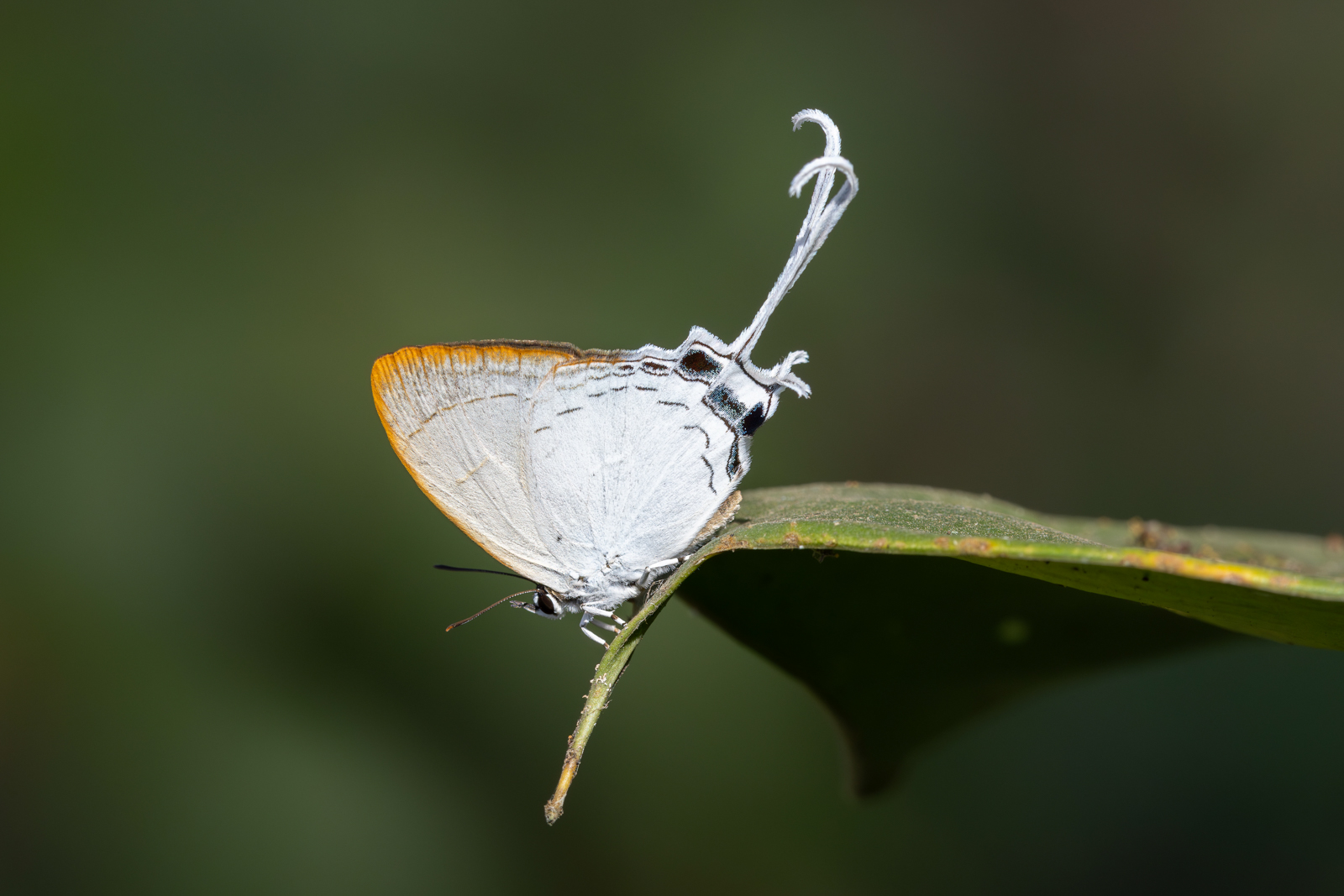 Common Imperial