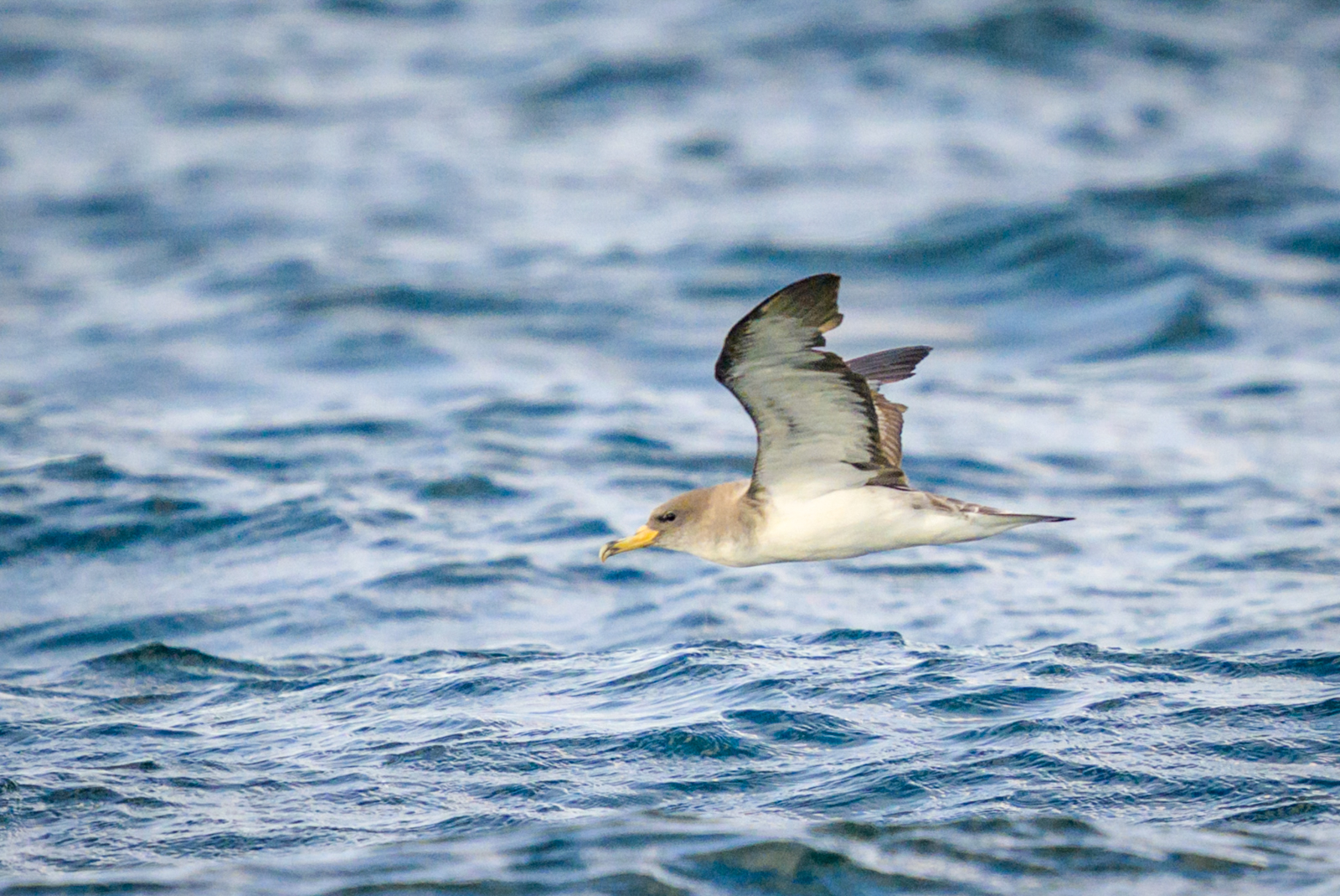 Cory's Shearwater