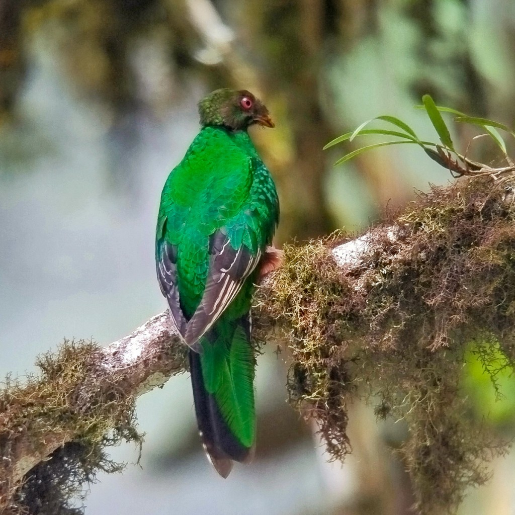 Crested Quetzal