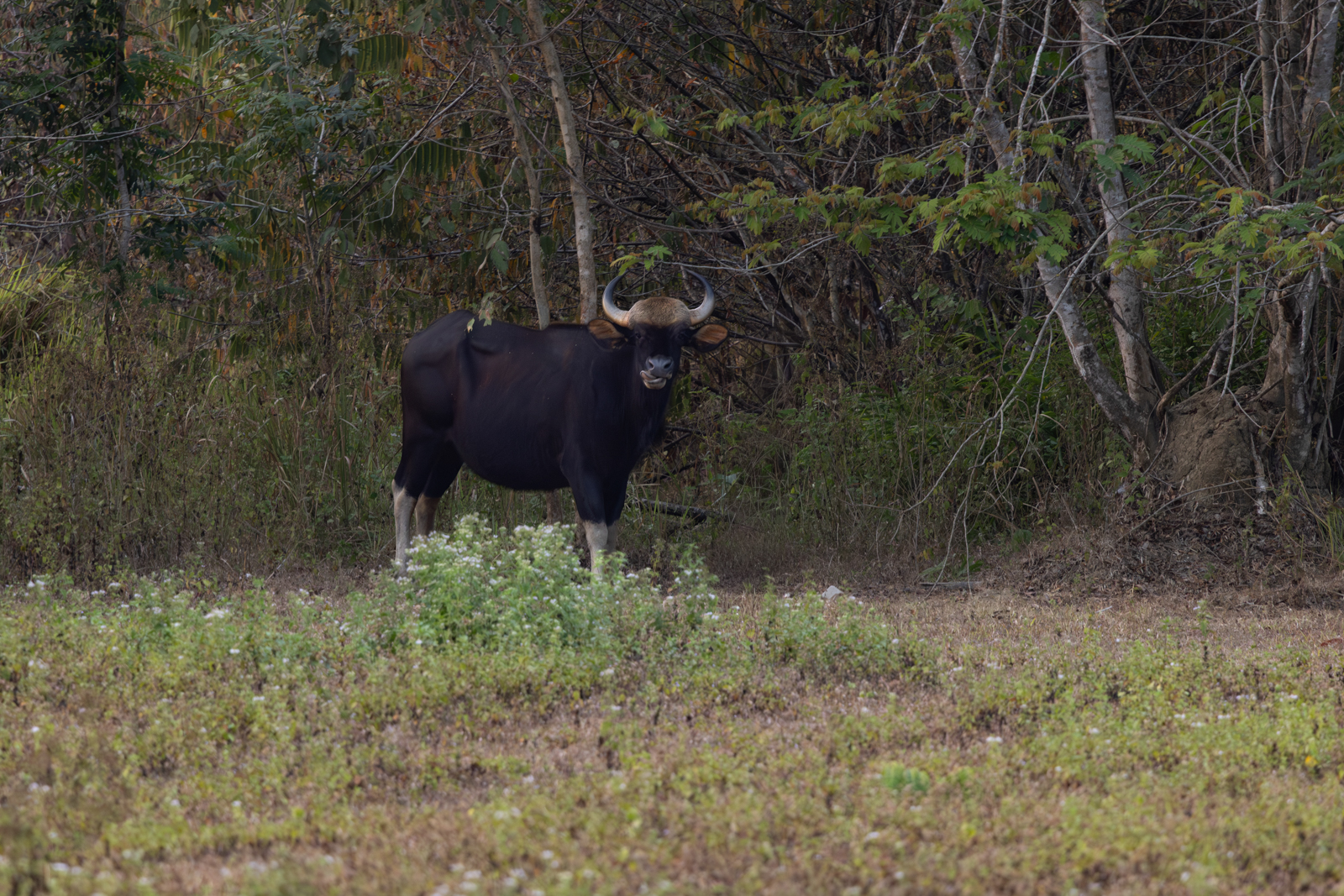 Gaur
