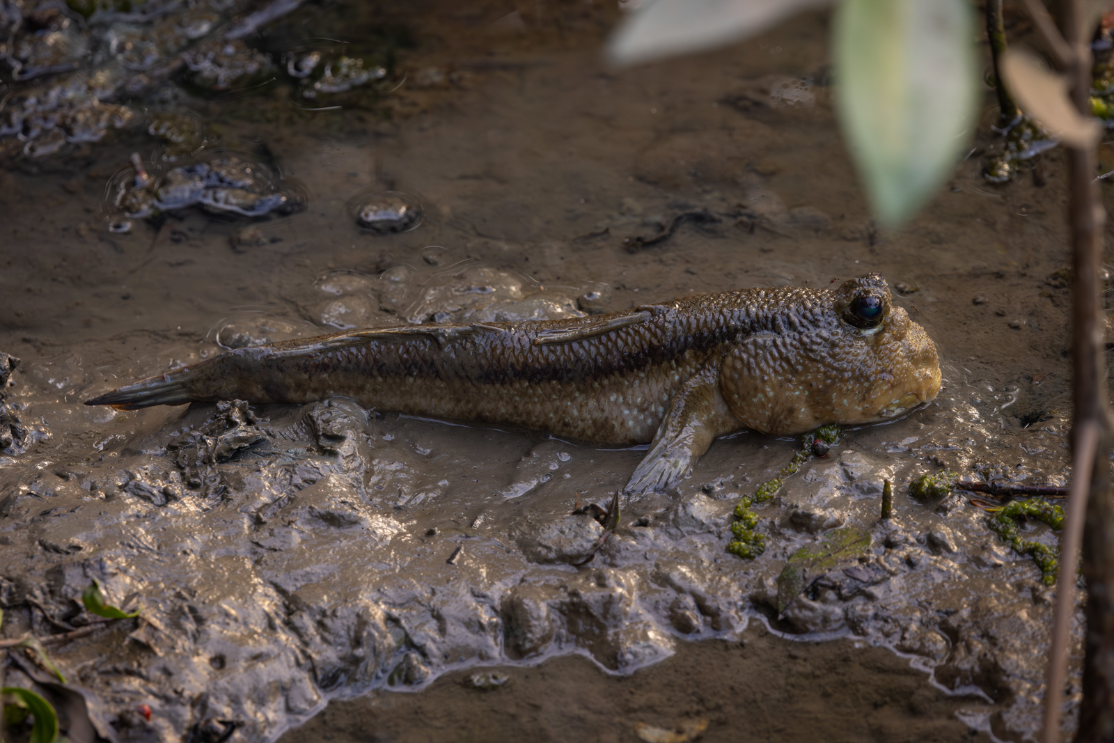 Giant Mudskipper
