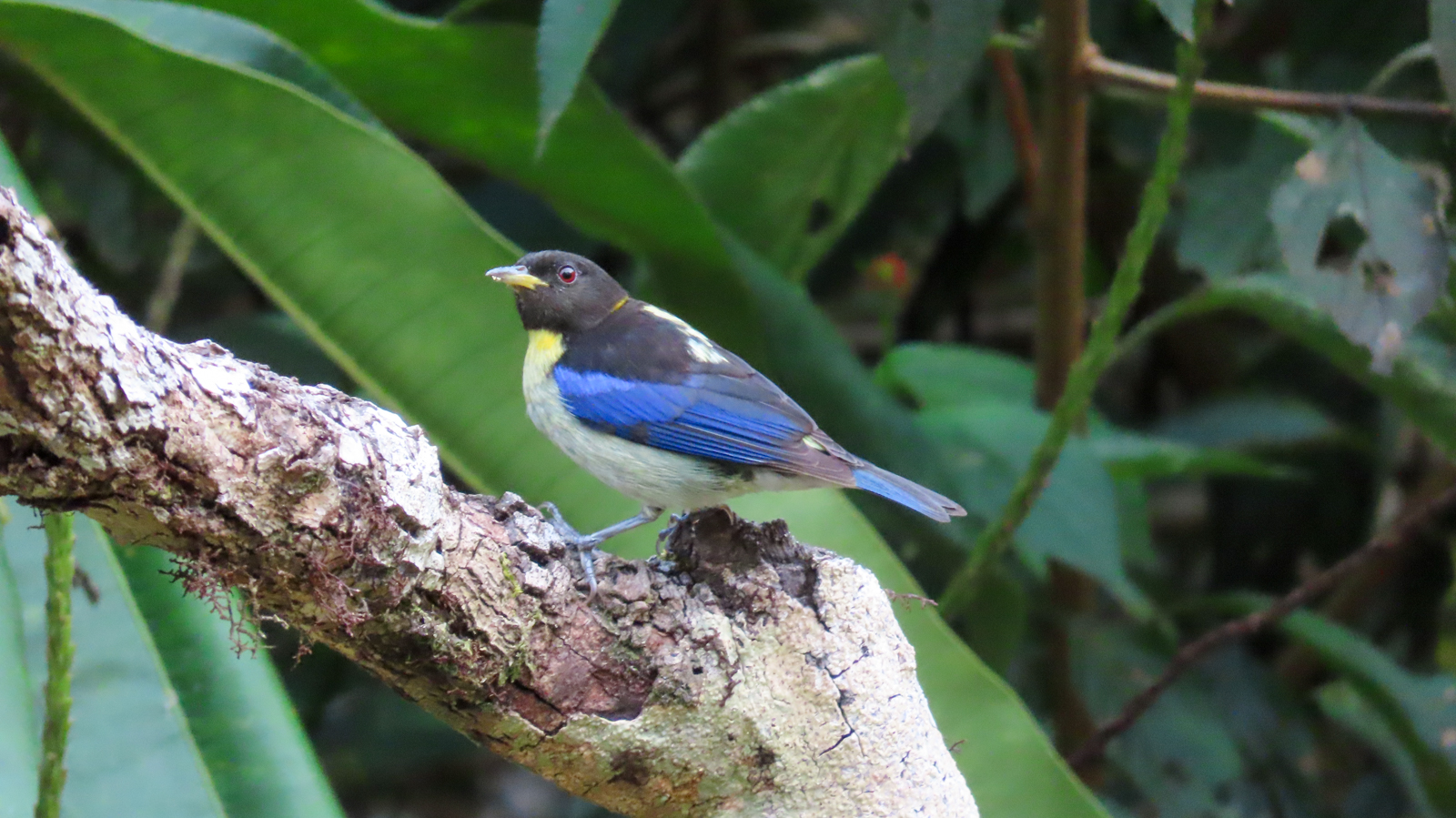 Golden-collared Honeycreeper
