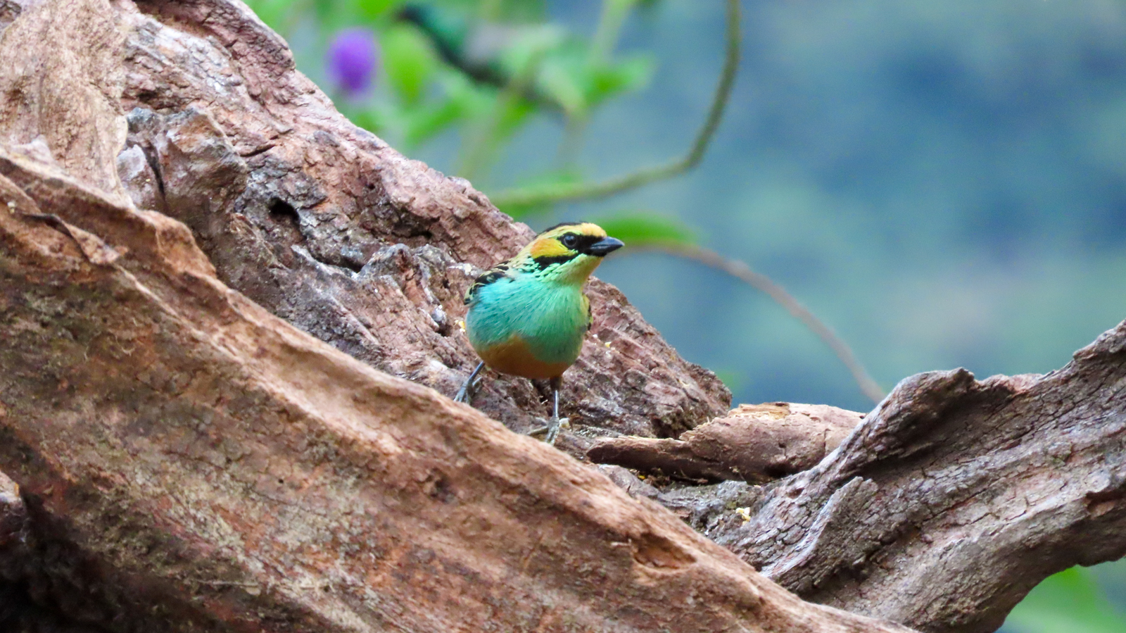 Golden-eared Tanager