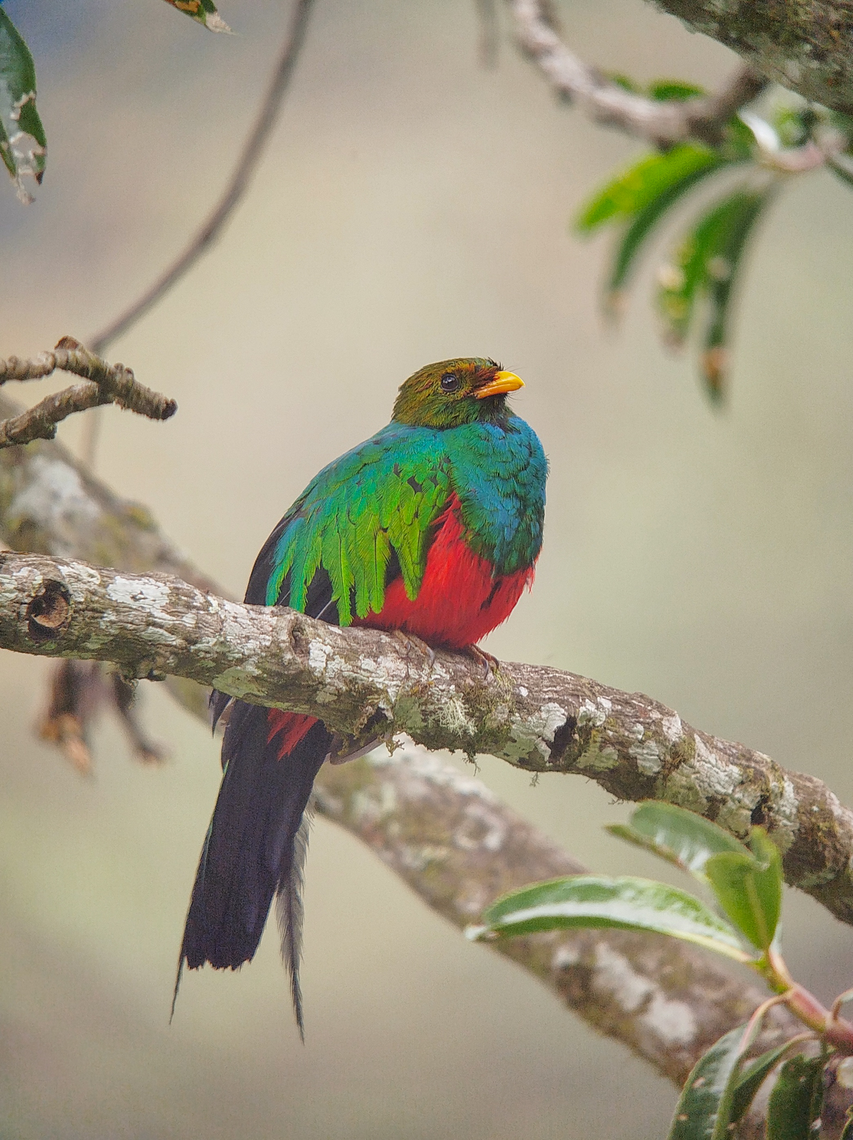 Golden-headed Quetzal
