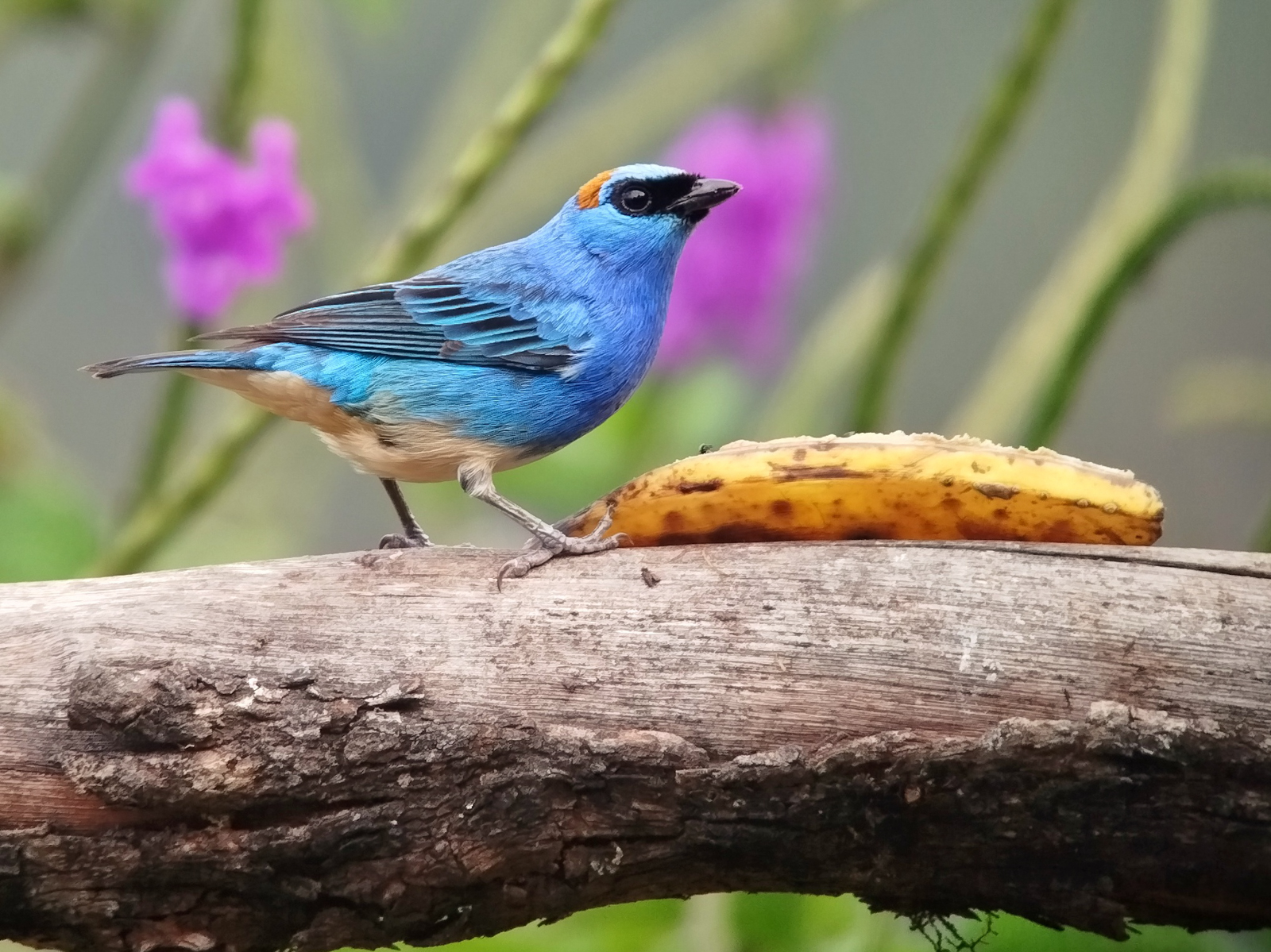 Golden-naped Tanager