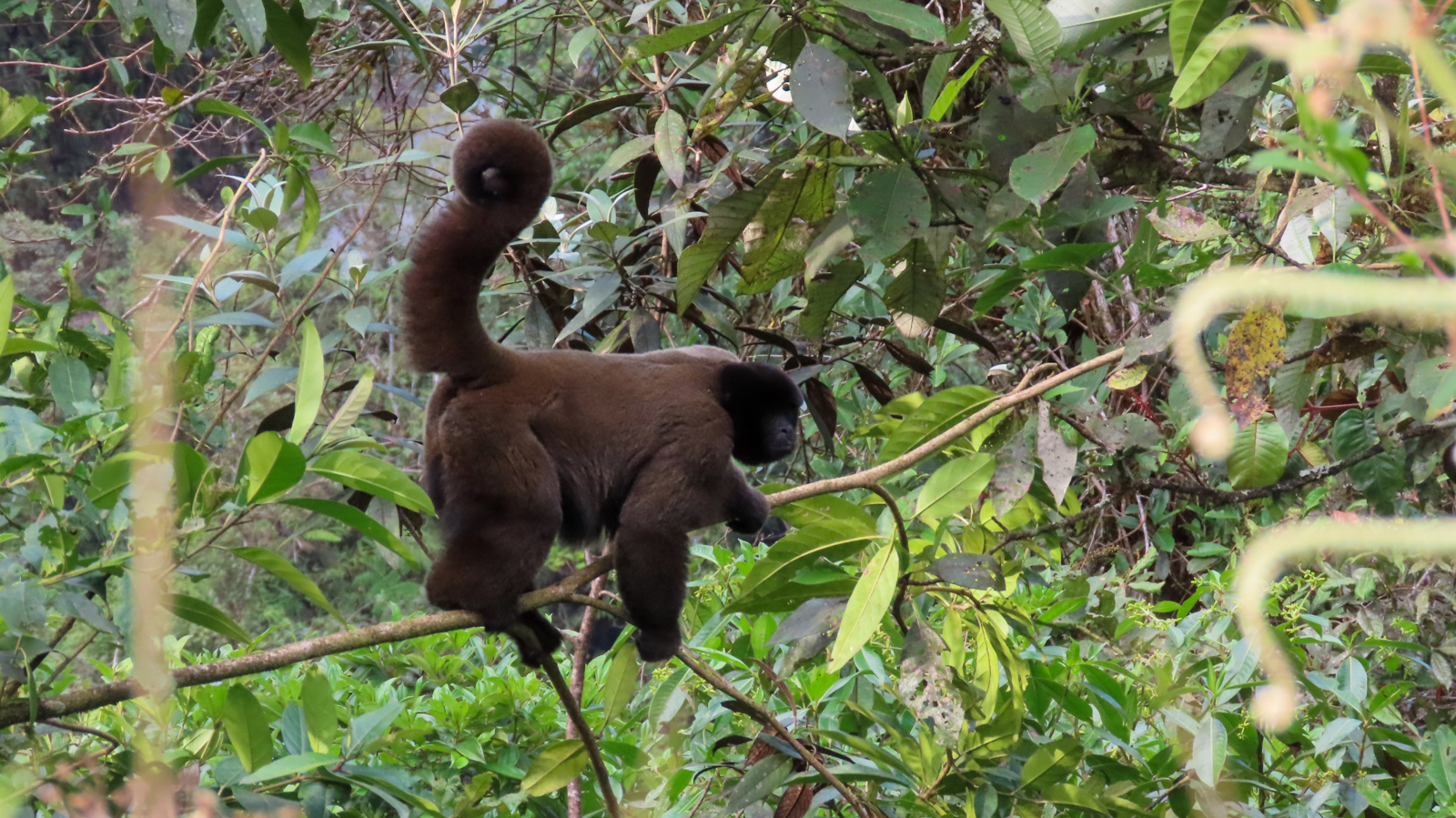 Gray Woolly Monkey