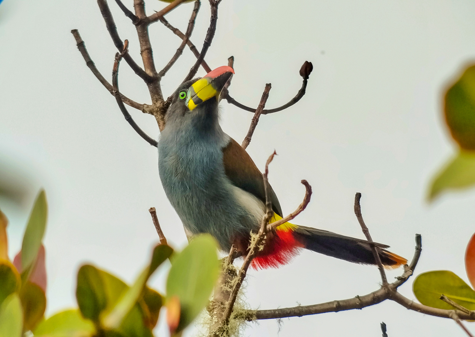 Gray-breasted Mountain-Toucan