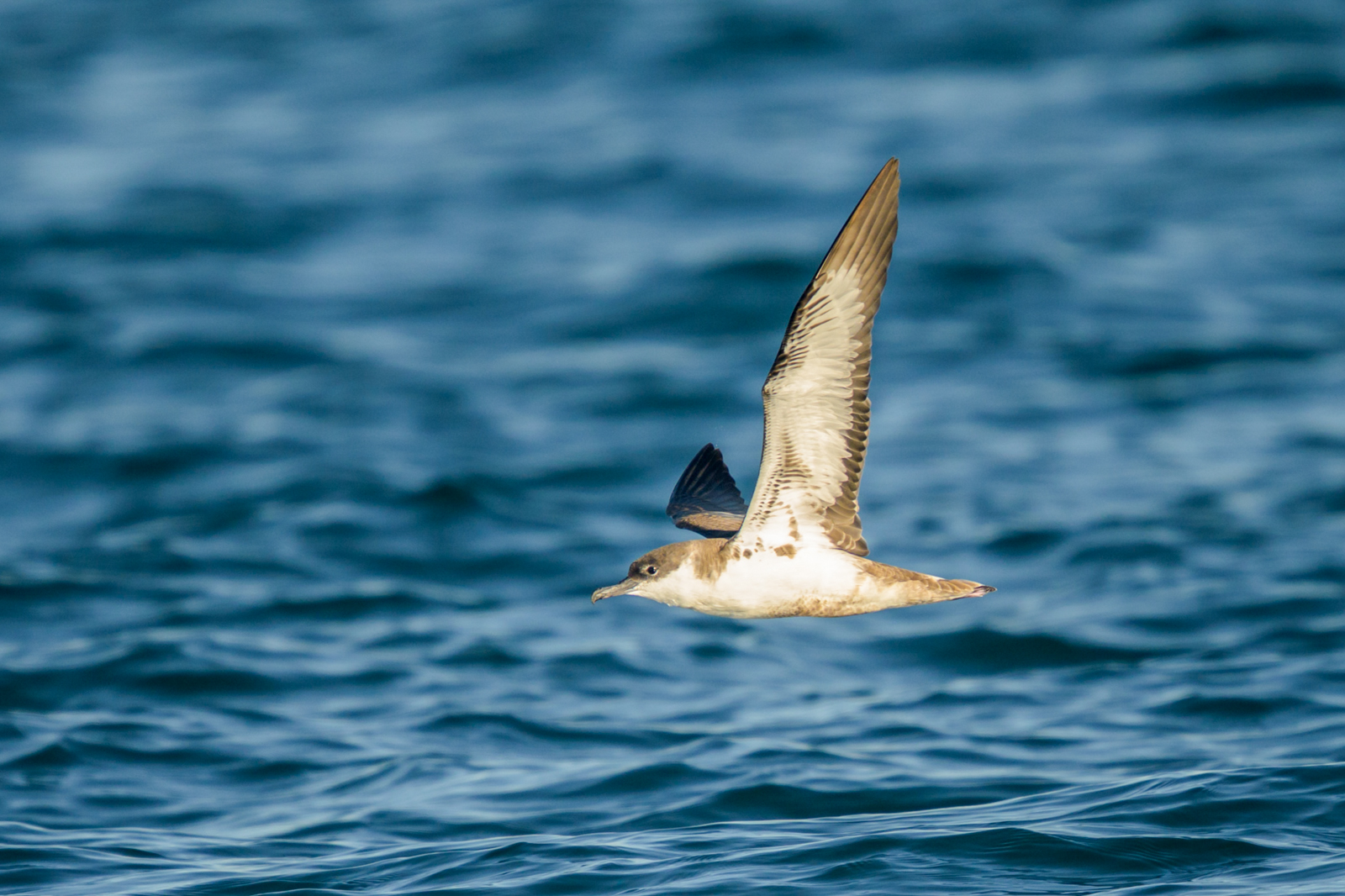 Great Shearwater, Brier Island