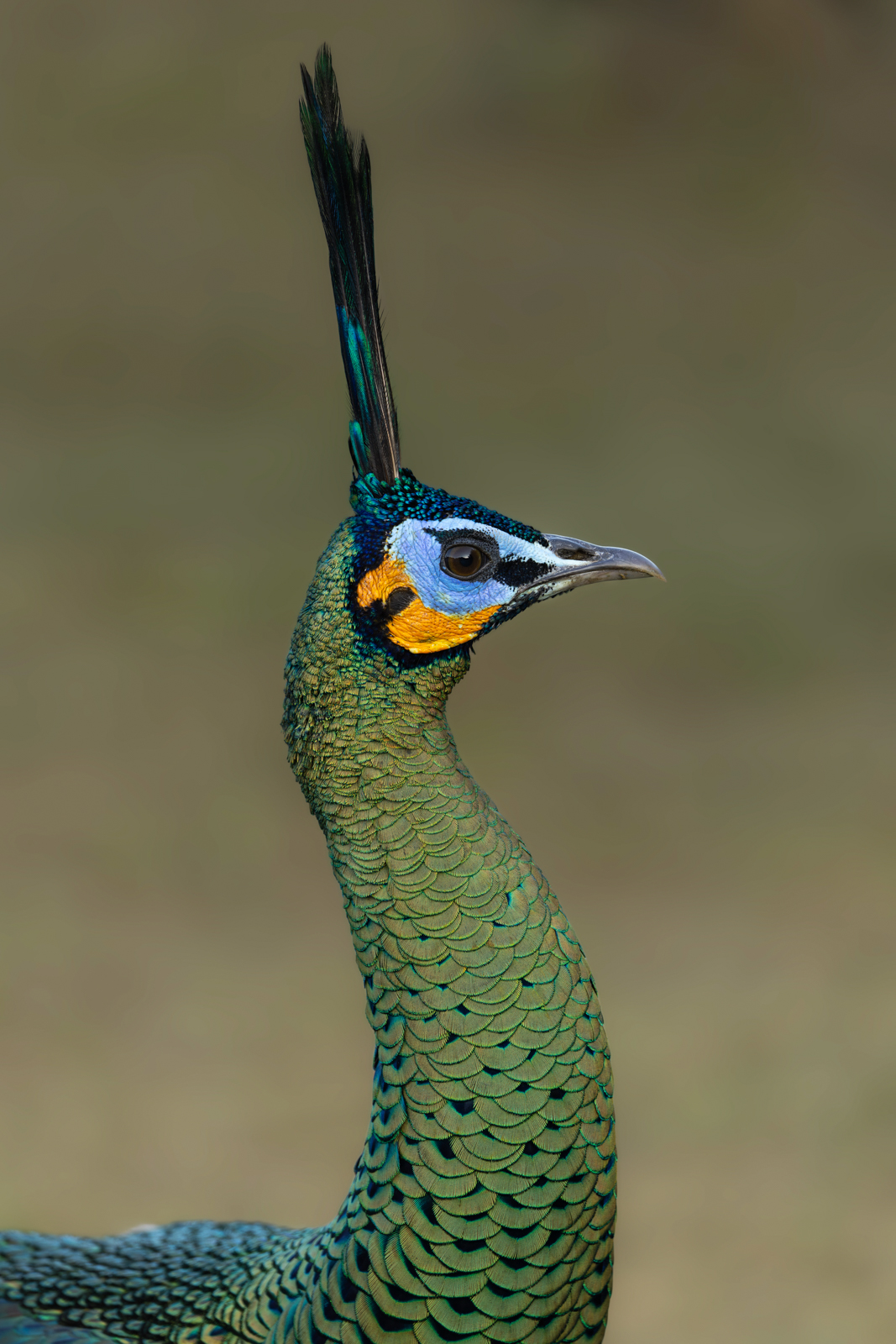 Green Peafowl
