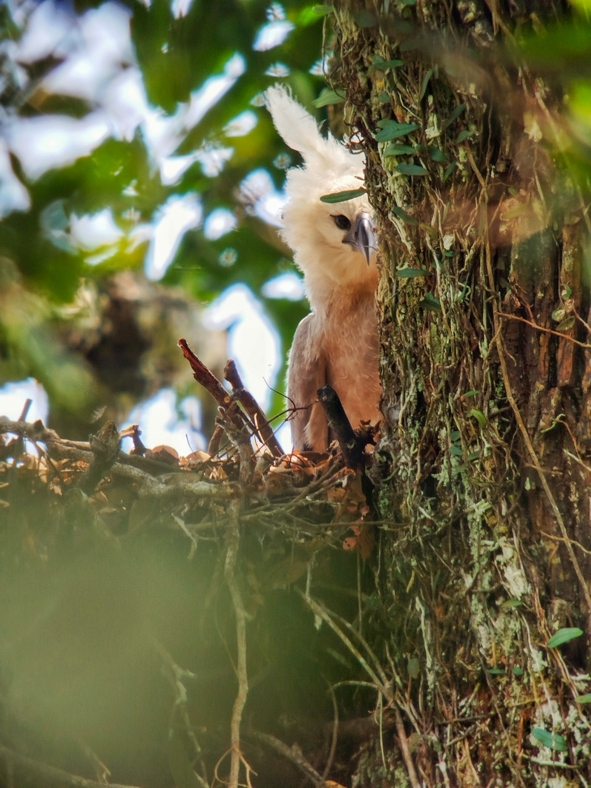 Harpy Eagle