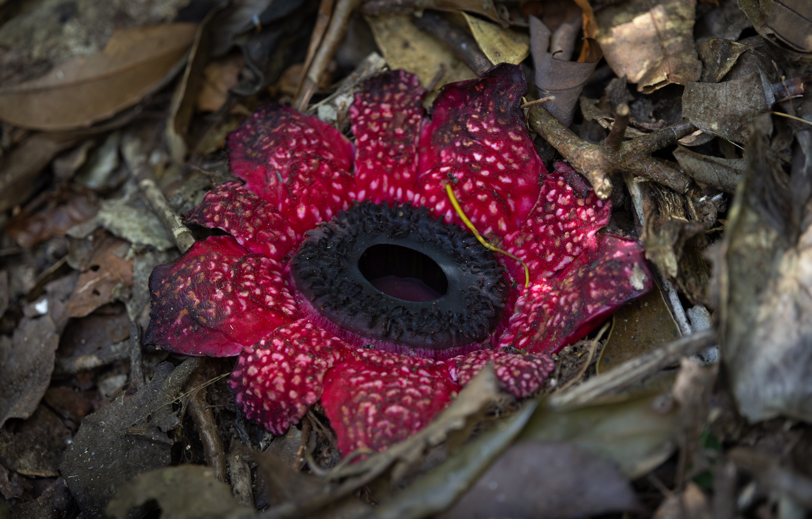 Himalayan Sapria
