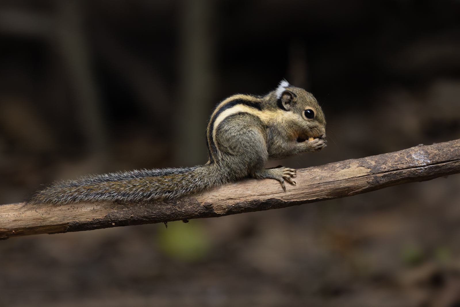 Himalayan Striped Squirrel