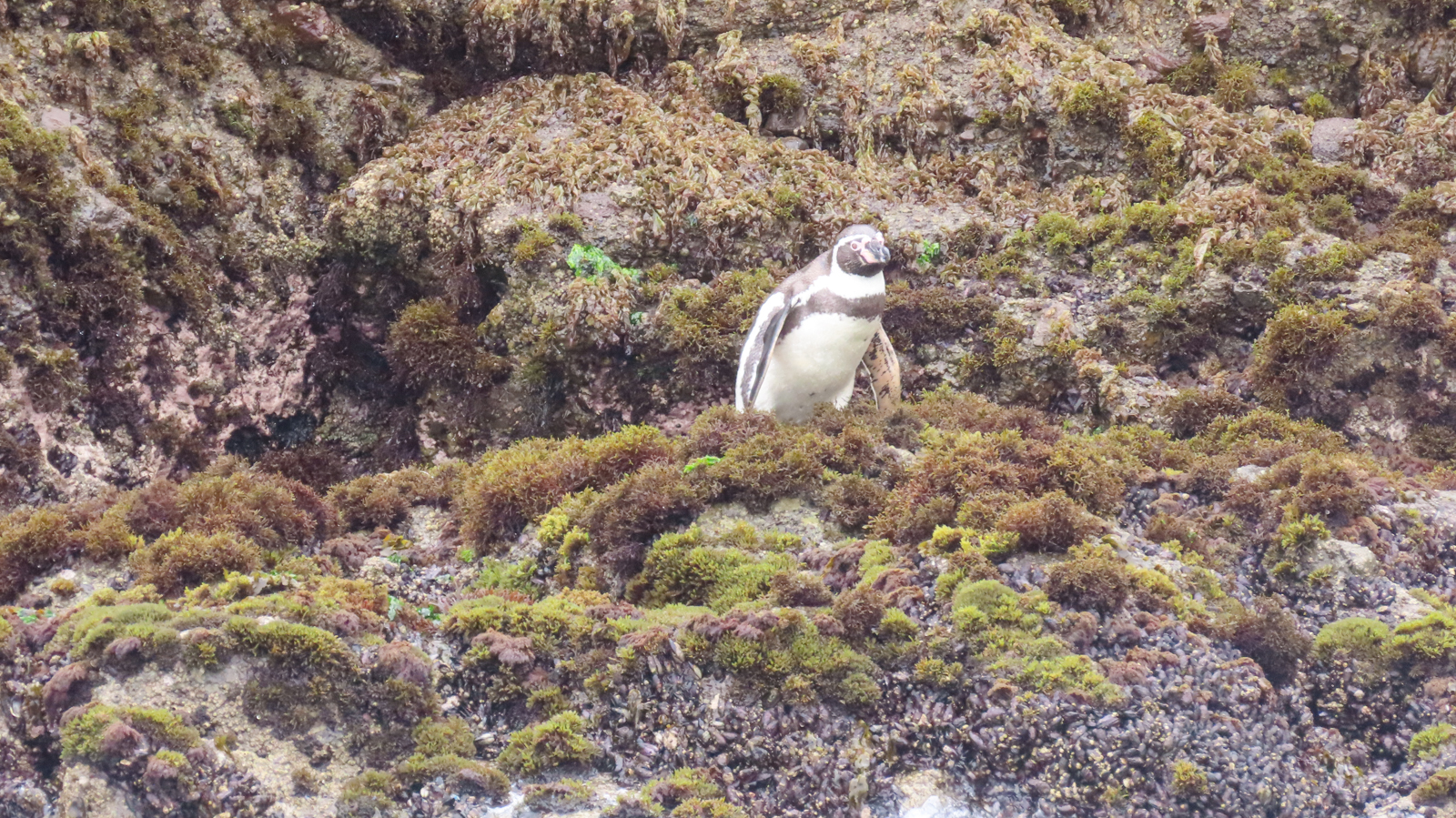 Humboldt Penguin