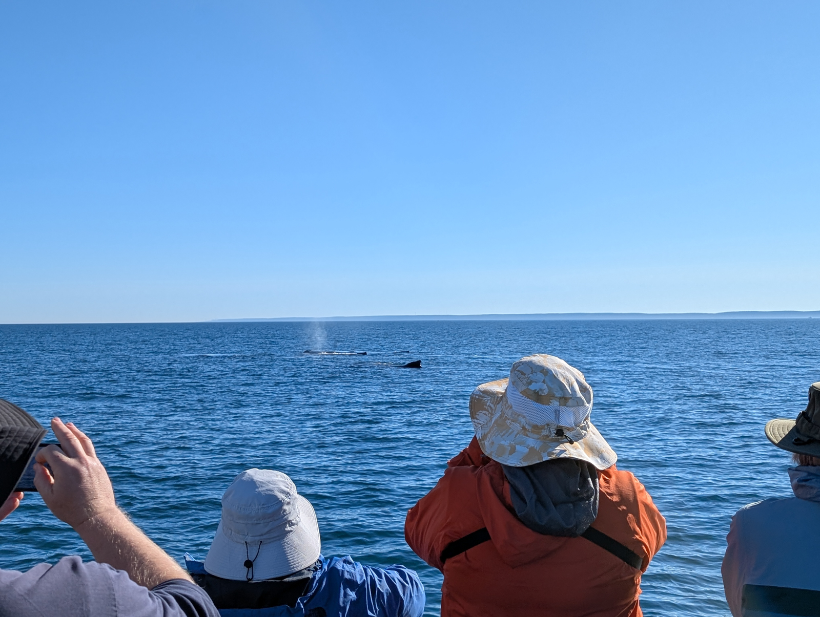 Humpback Whales off Brier Island
