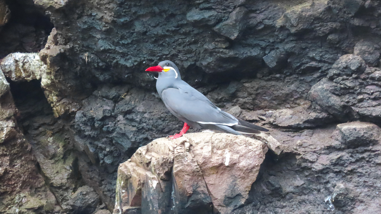 Inca Tern