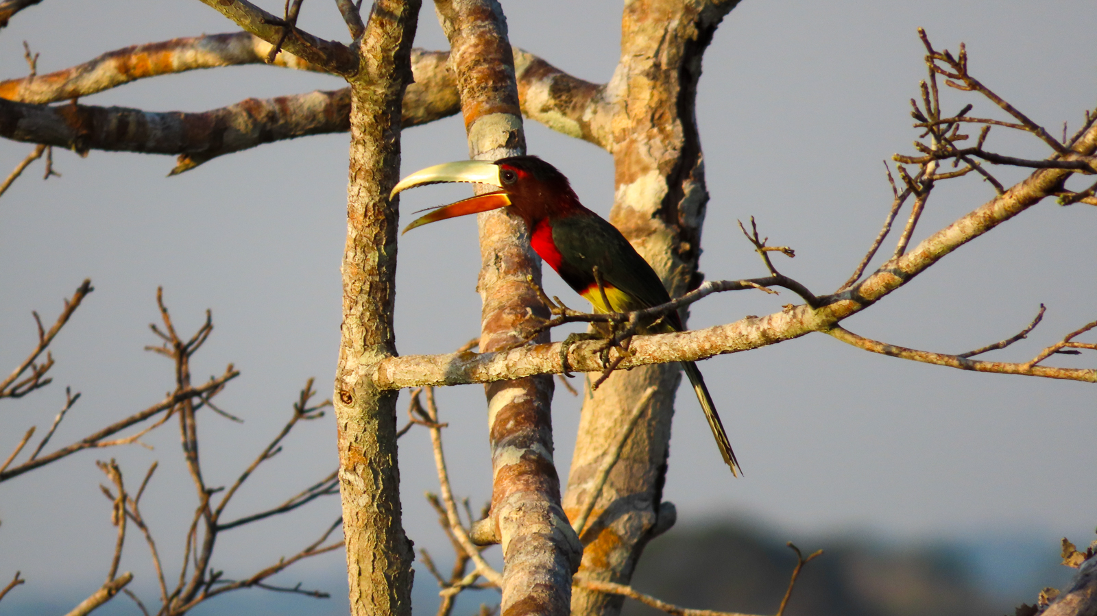 Ivory-billed Aracari