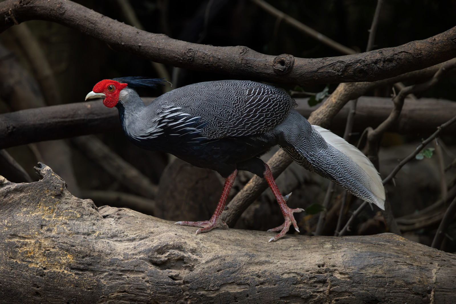 Kalij Pheasant