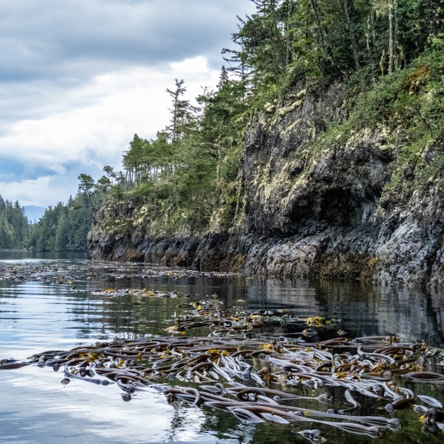 Kelp beds, North Vancouver Island